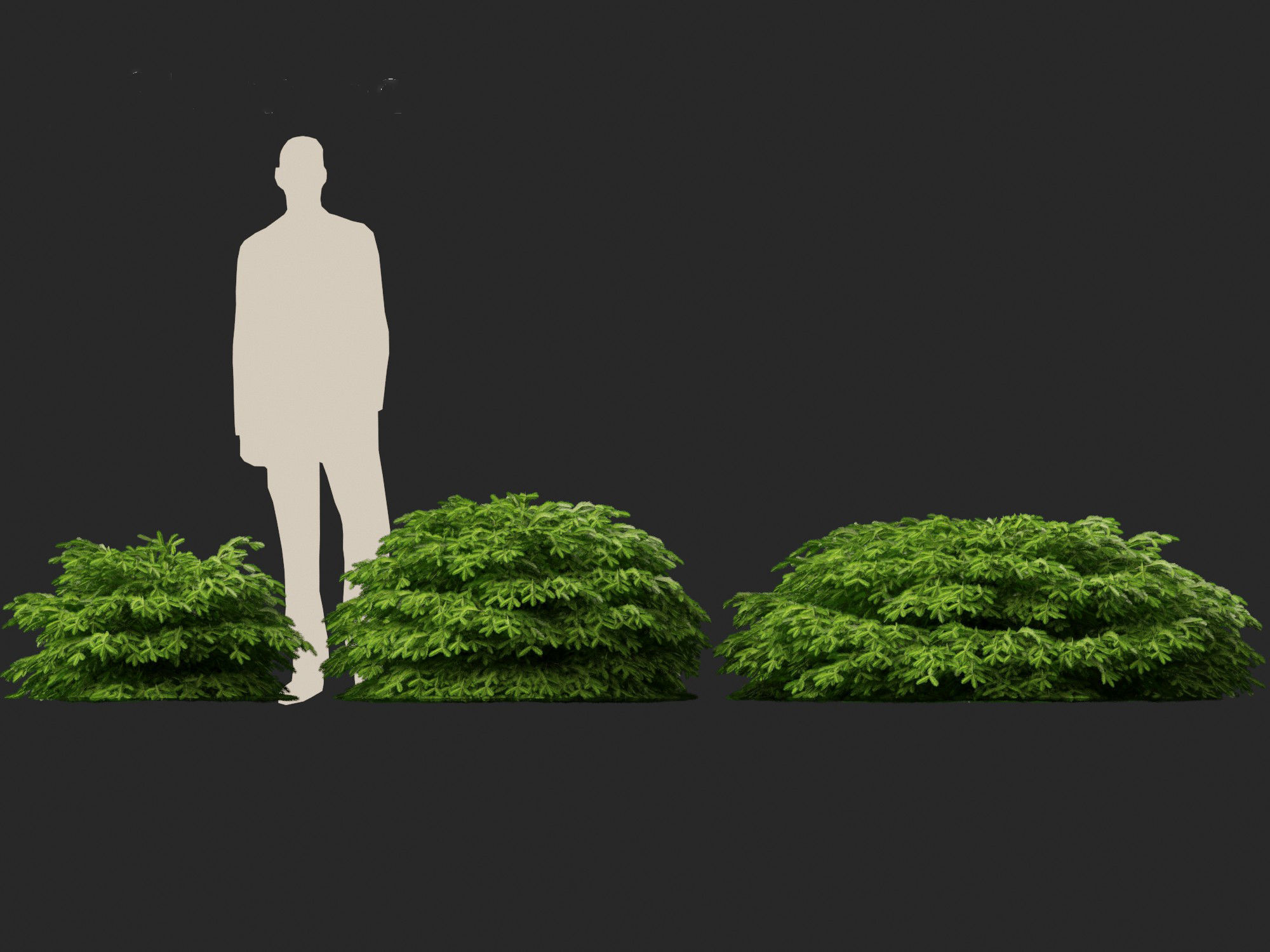 Picea abies Nidiformis - Norway spruce 3D model_9