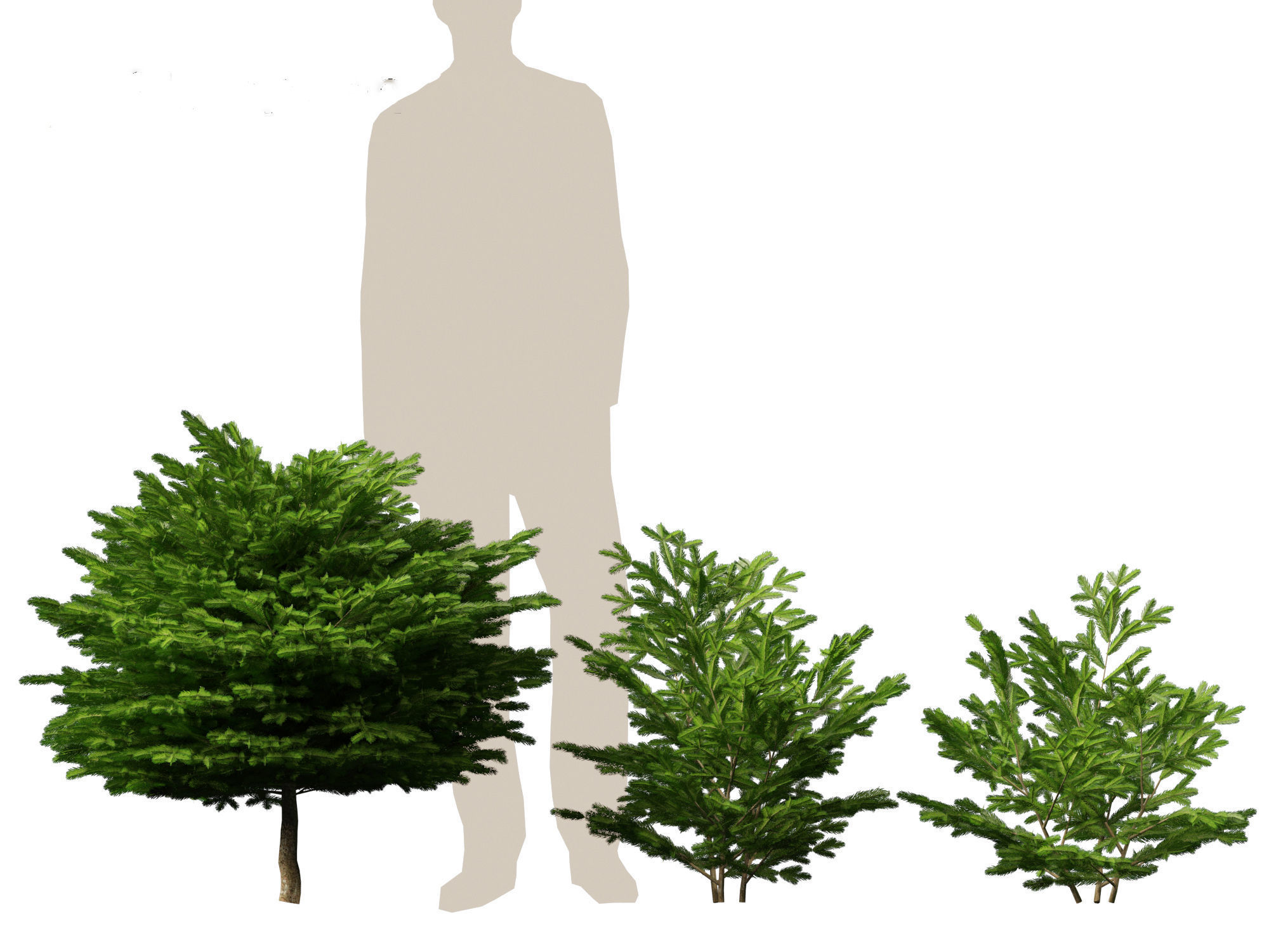 Picea abies Nidiformis - Norway spruce 3D model_4