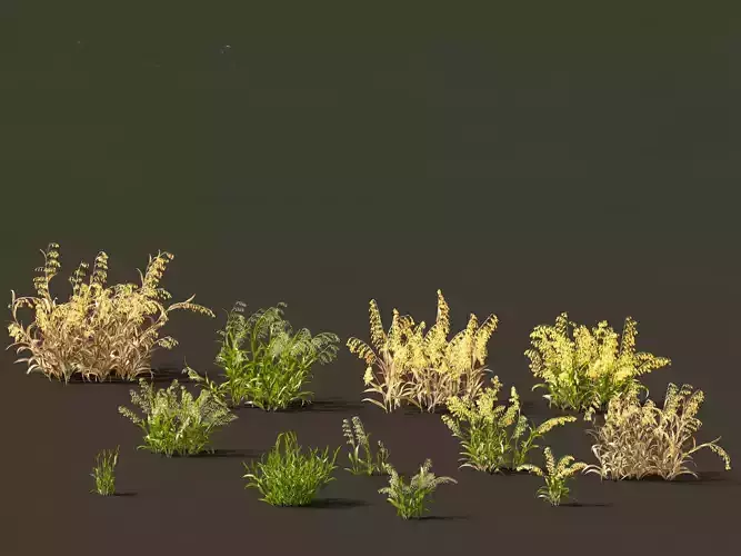Avena sativa - Oat 3D model