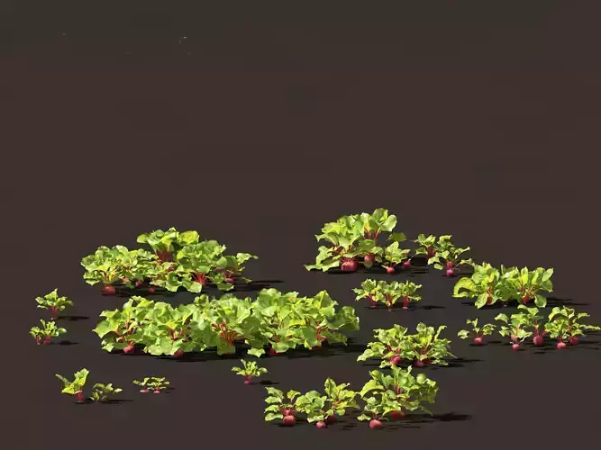 Beets - Beta vulgaris 3D model