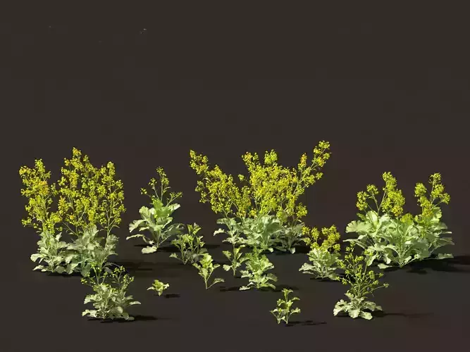 Brassica juncea - Chinese Mustard