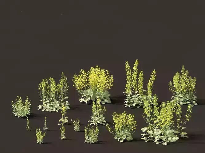 Brassica napus - Rapeseed  3D model