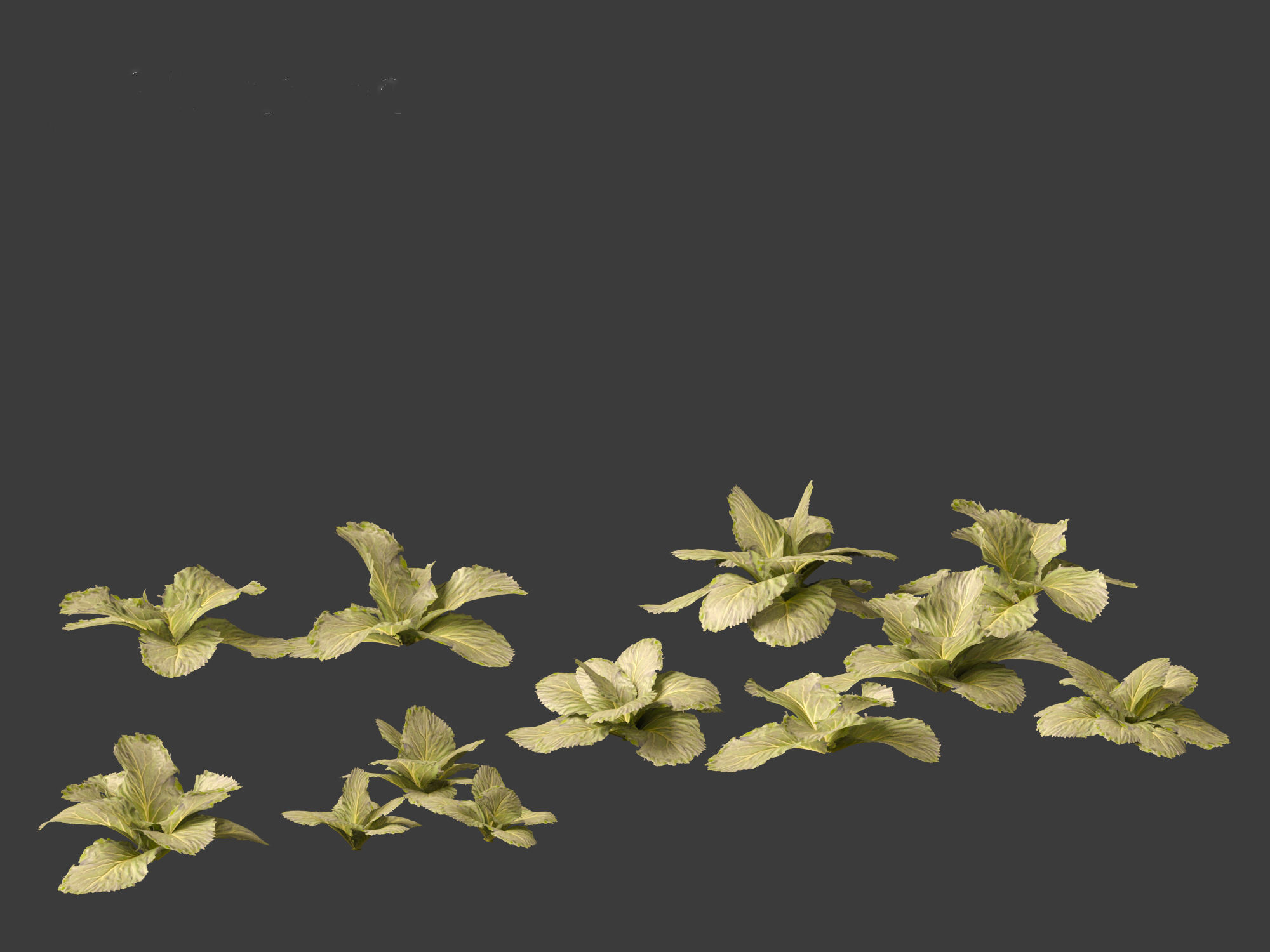Brassica oleracea - Cabbage 3D model_3