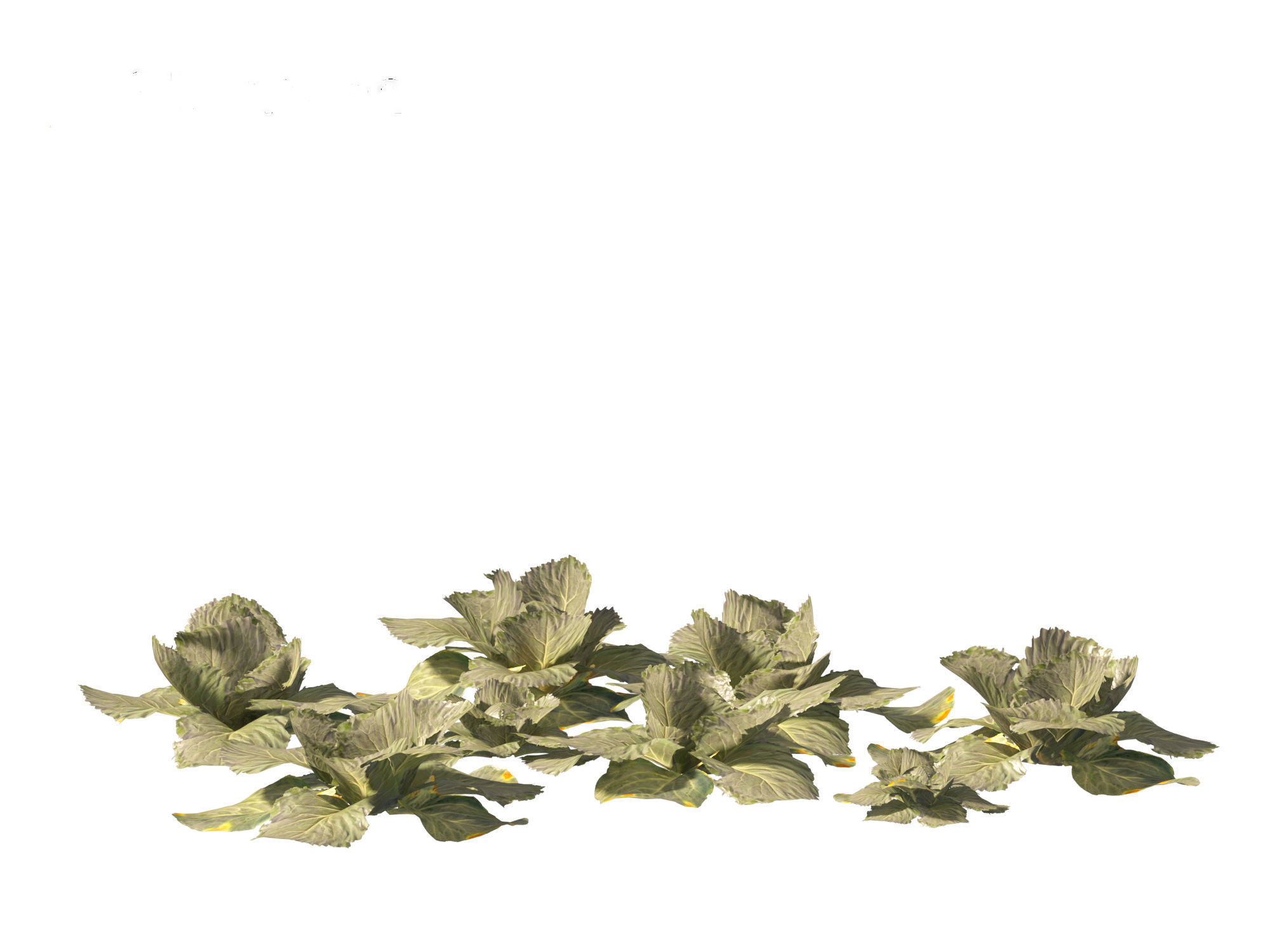 Brassica oleracea - Cabbage 3D model_10