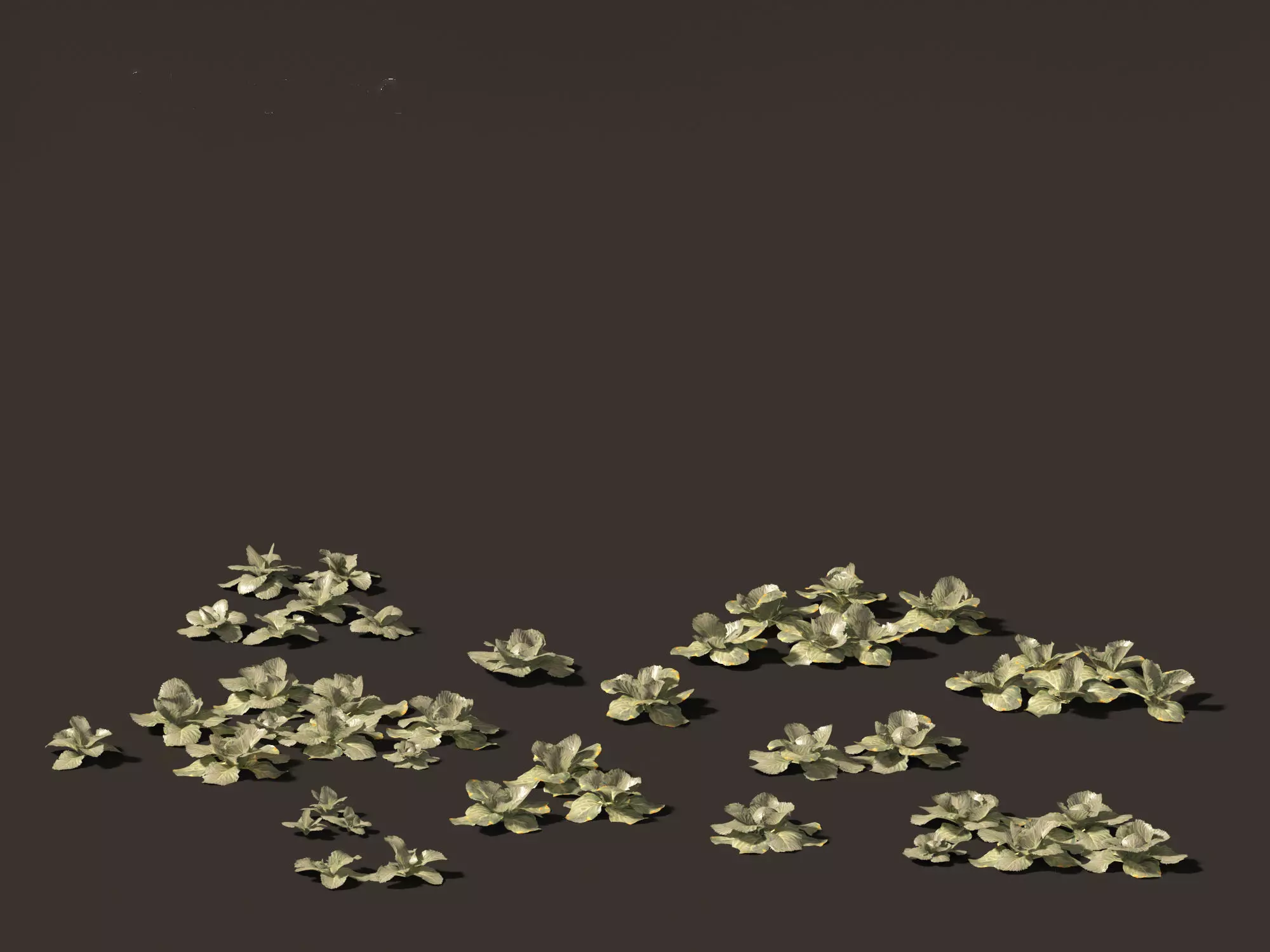 Brassica oleracea - Cabbage 3D model_0