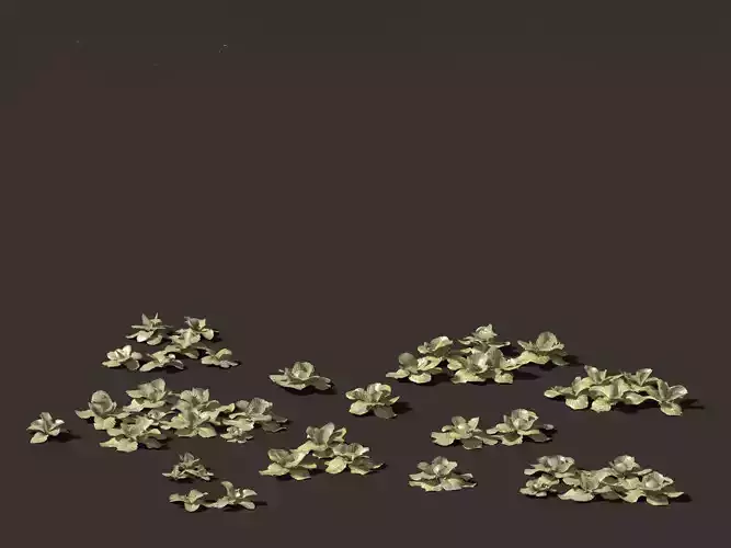 Brassica oleracea - Cabbage