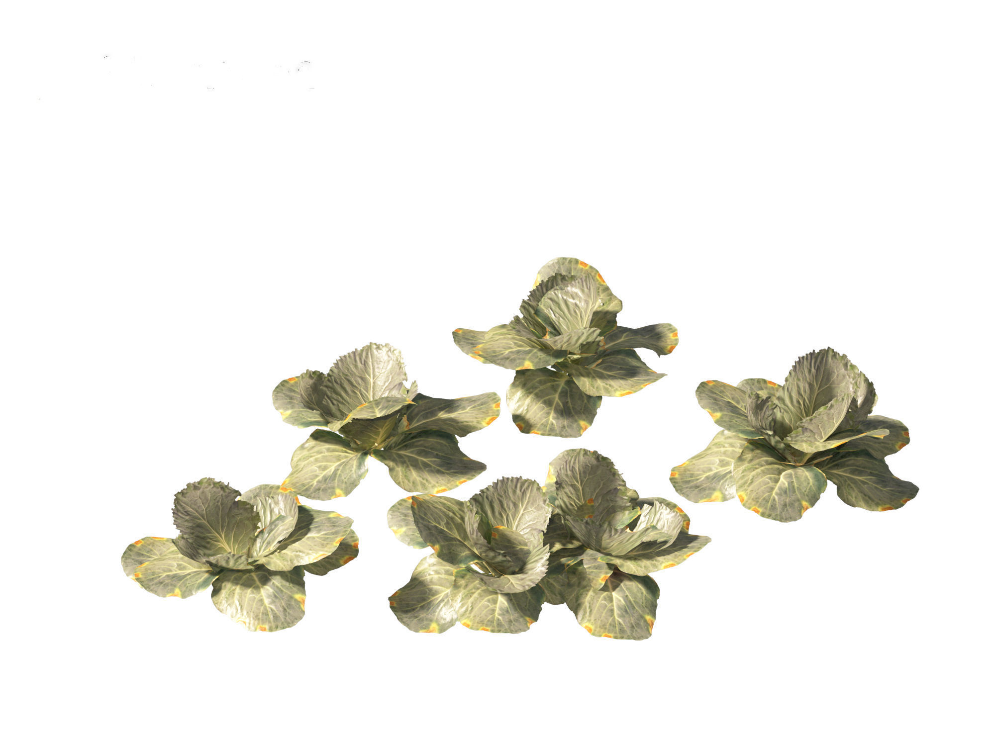 Brassica oleracea - Cabbage 3D model_1