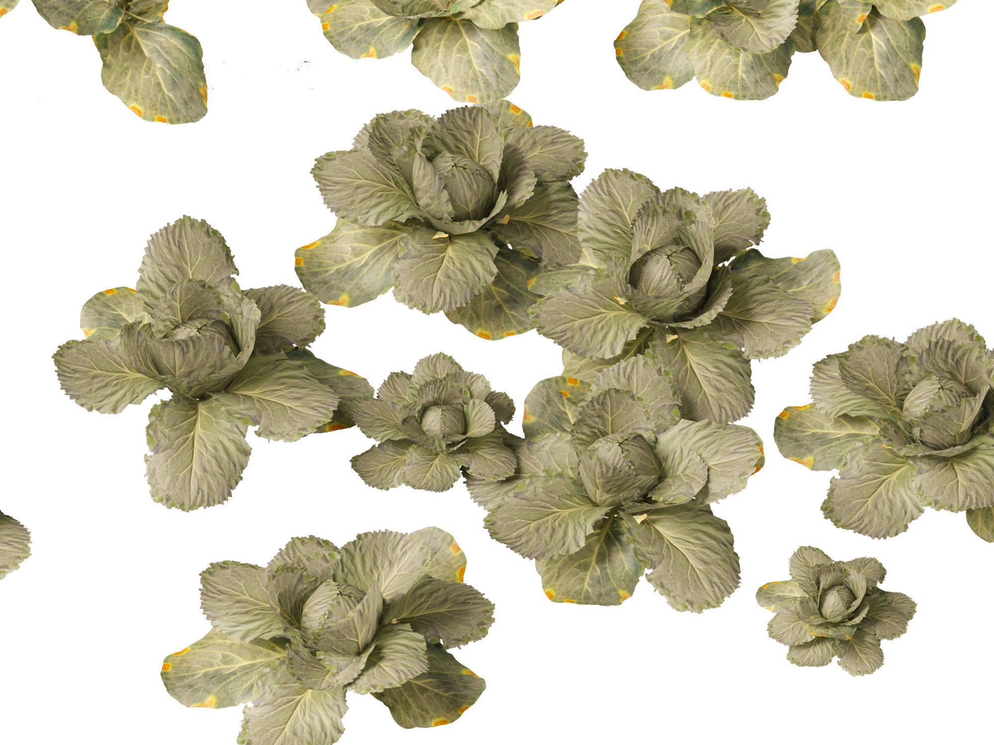 Brassica oleracea - Cabbage 3D model_8