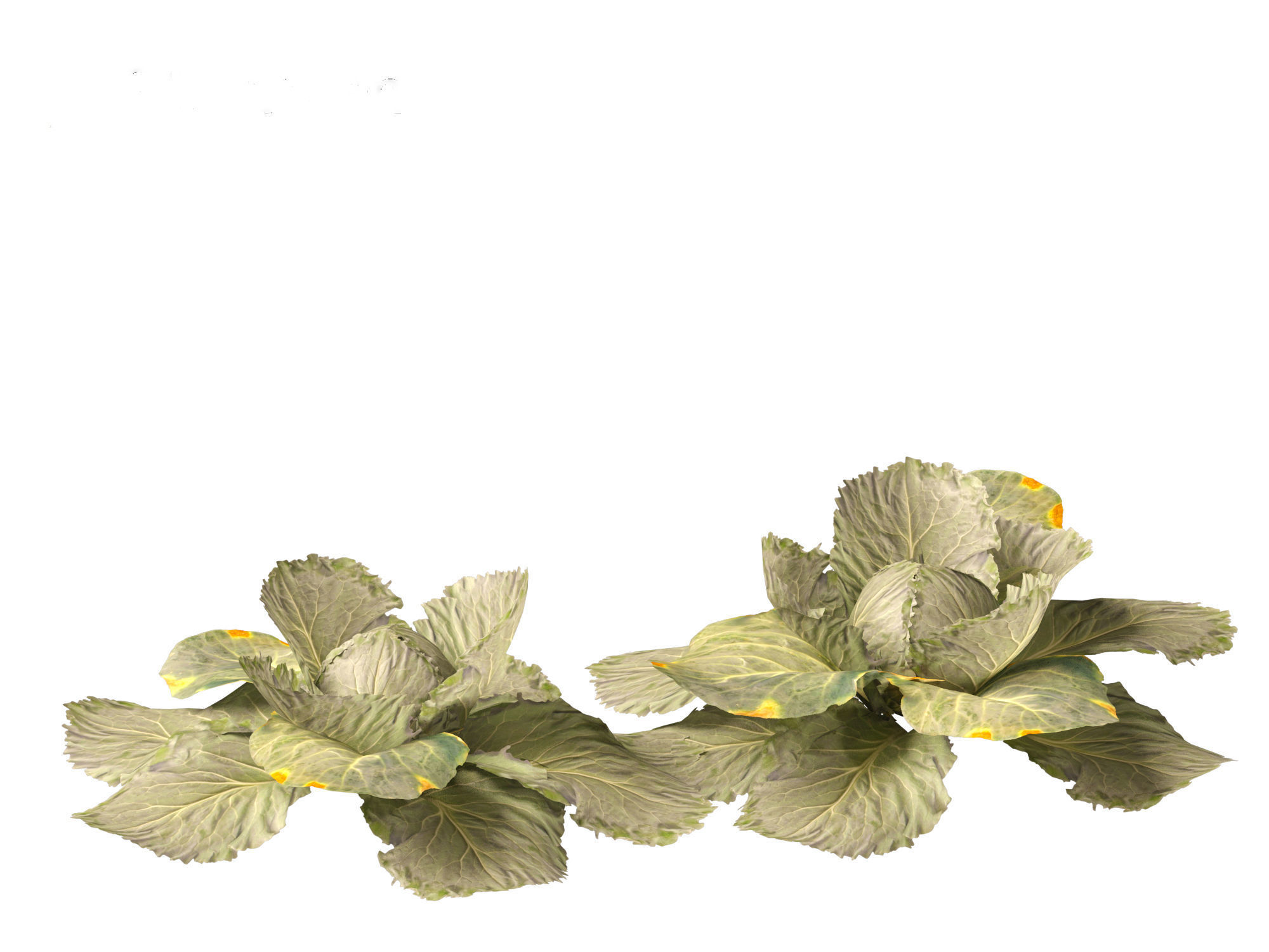 Brassica oleracea - Cabbage 3D model_5