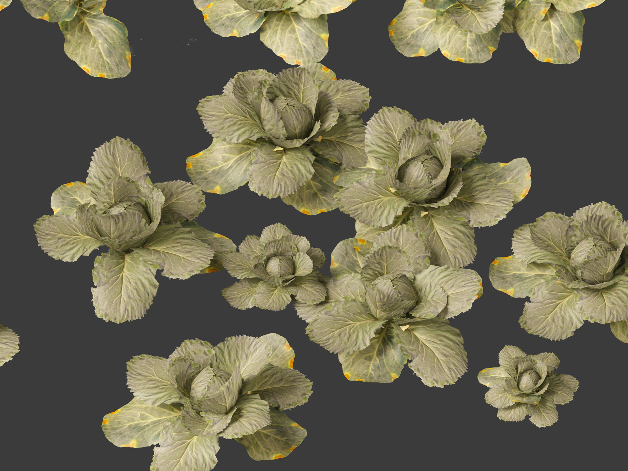 Brassica oleracea - Cabbage 3D model_9