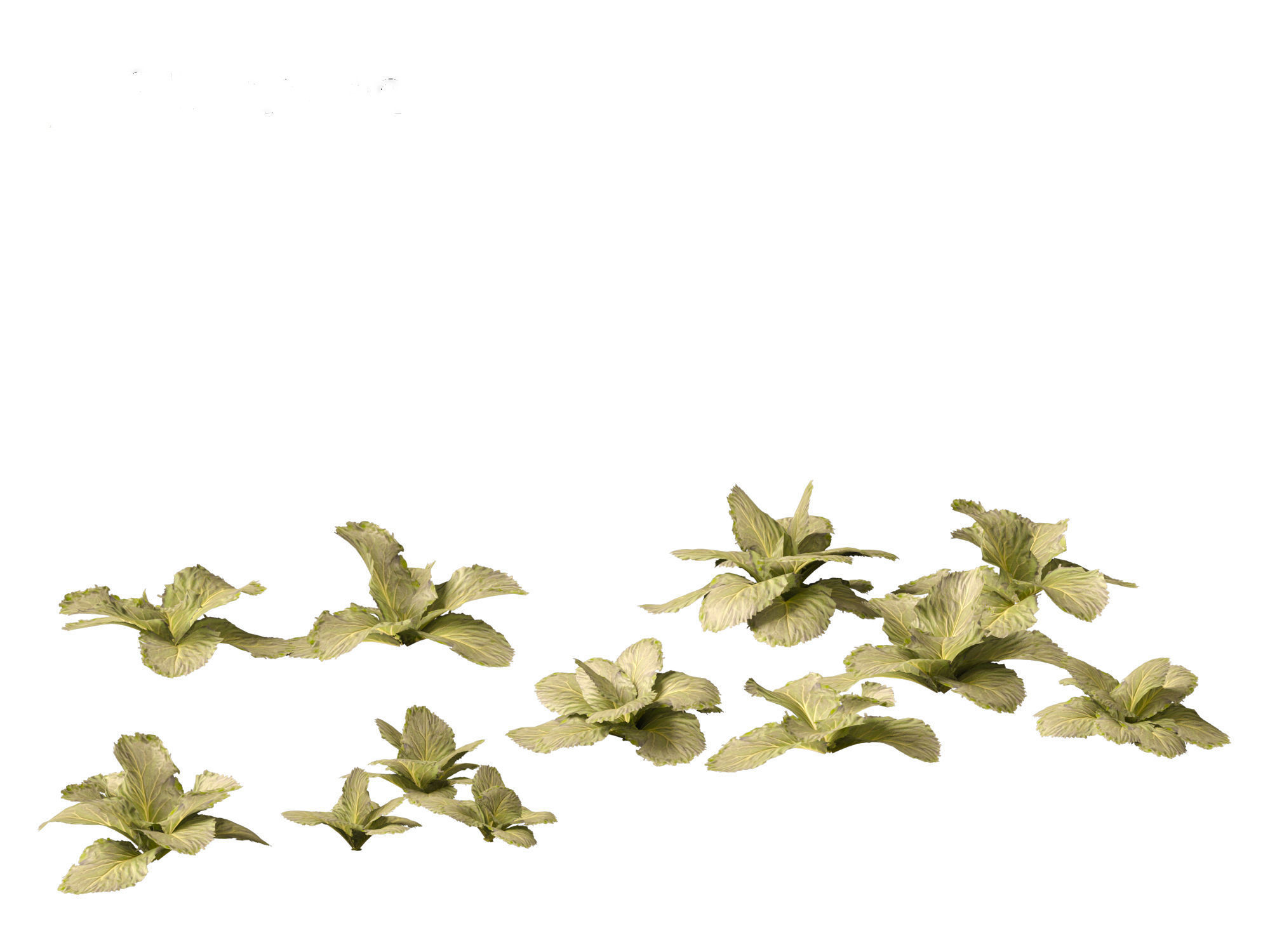 Brassica oleracea - Cabbage 3D model_4