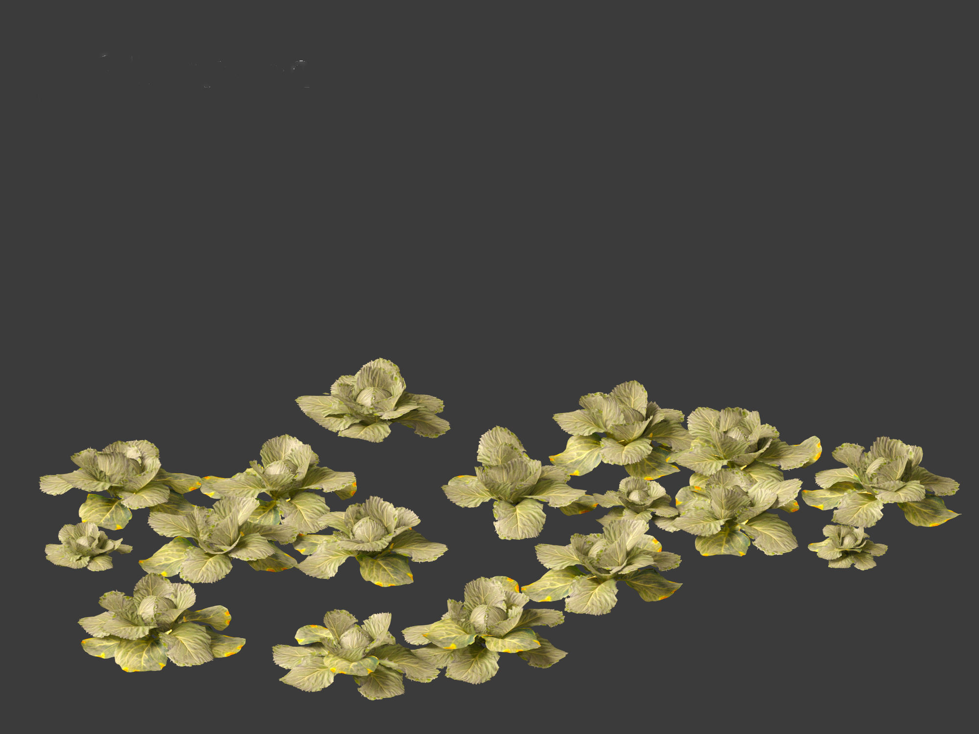 Brassica oleracea - Cabbage 3D model_12