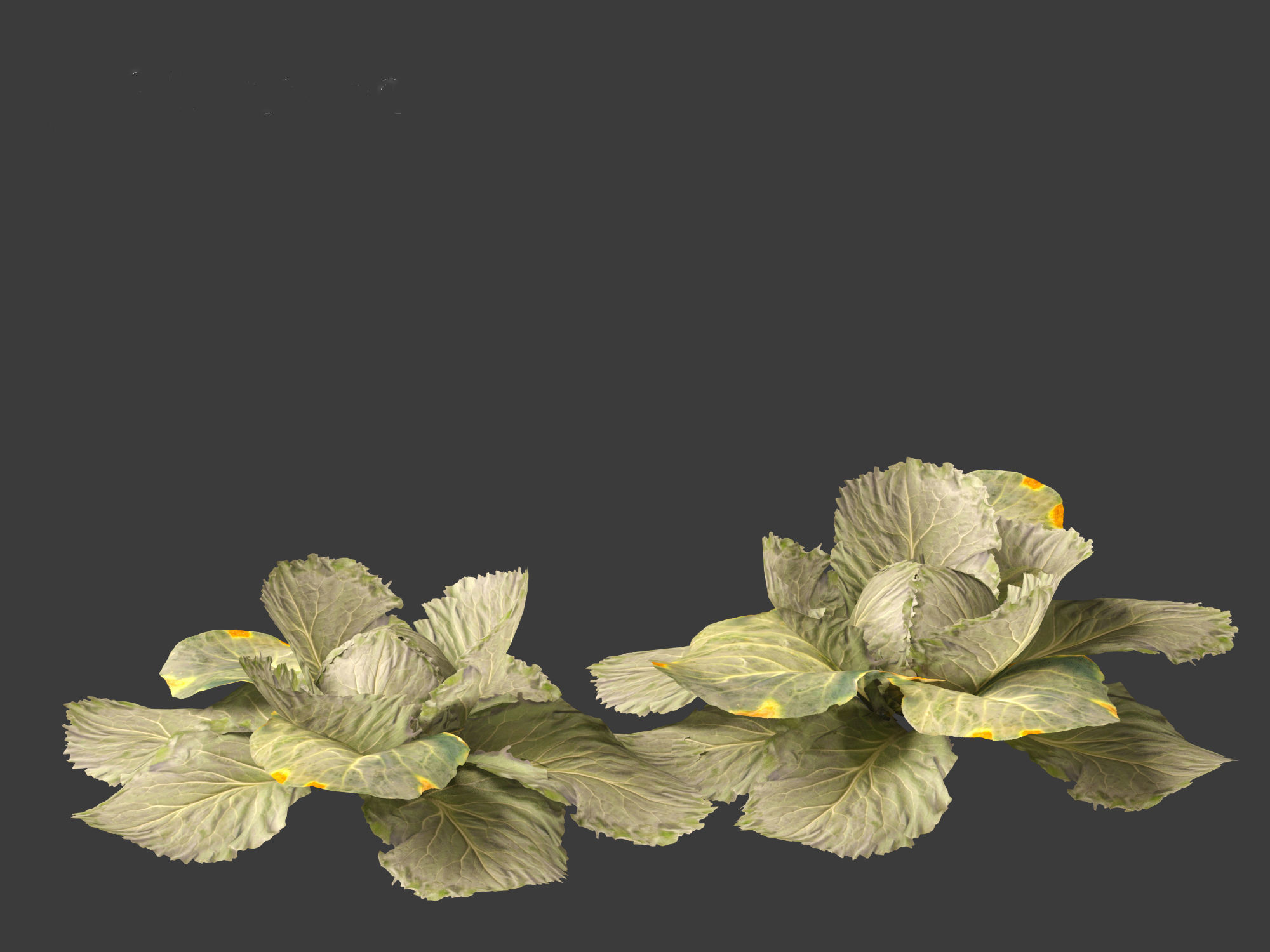 Brassica oleracea - Cabbage 3D model_6