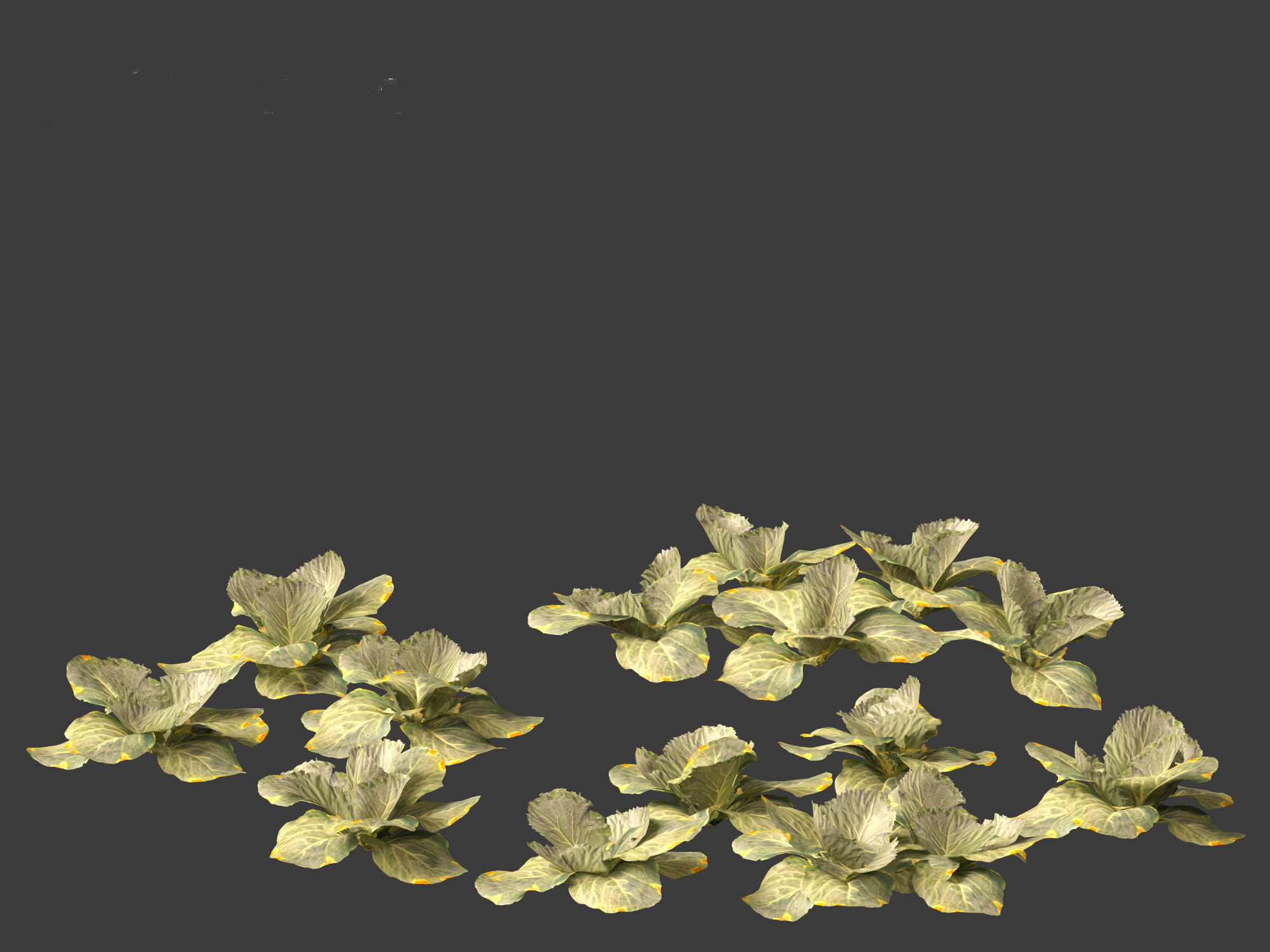 Brassica oleracea - Cabbage 3D model_2