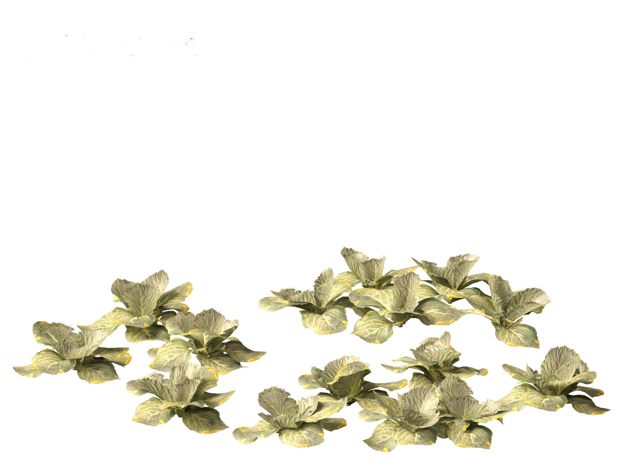 Brassica oleracea - Cabbage 3D model_14