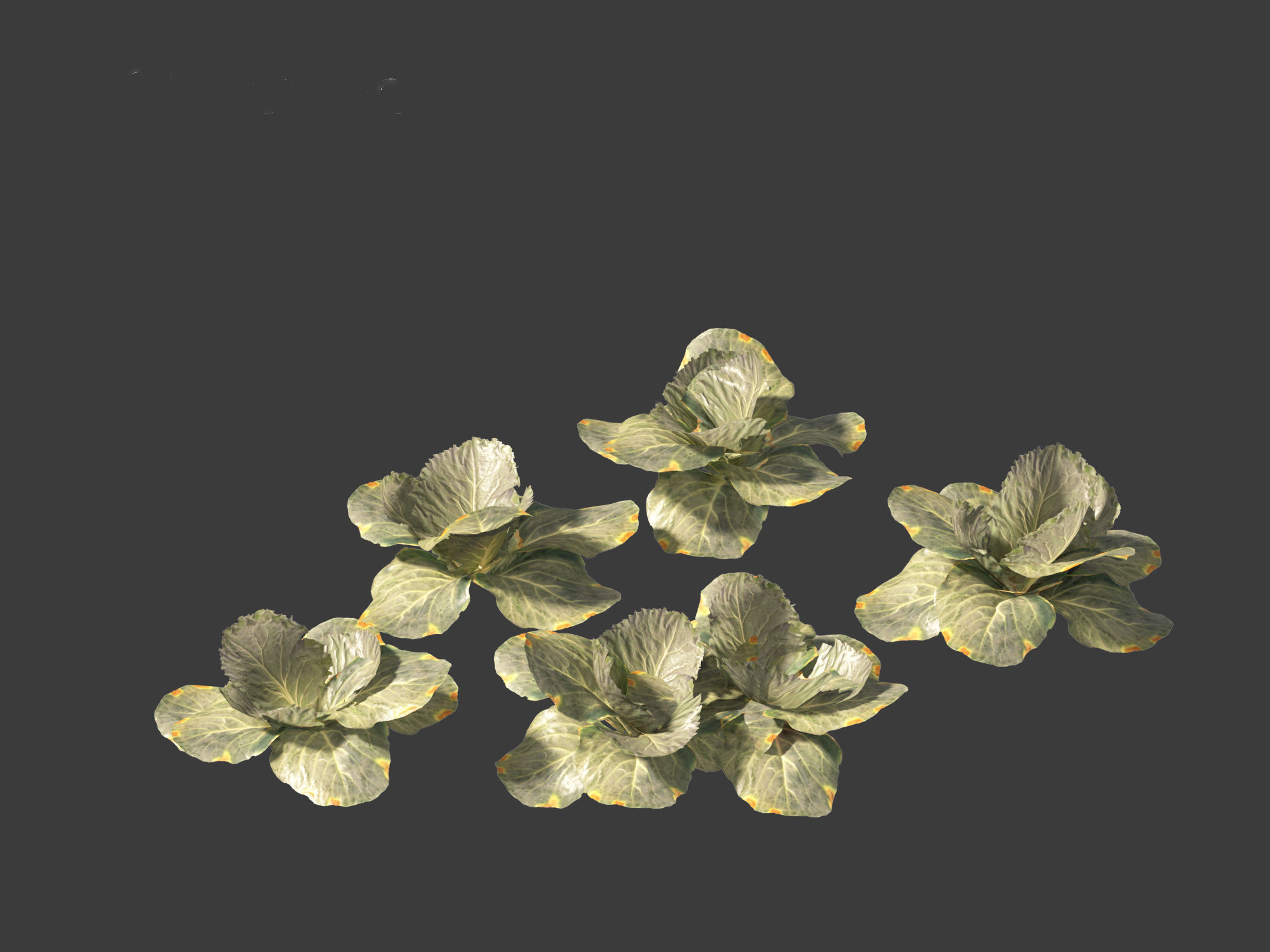 Brassica oleracea - Cabbage 3D model_7
