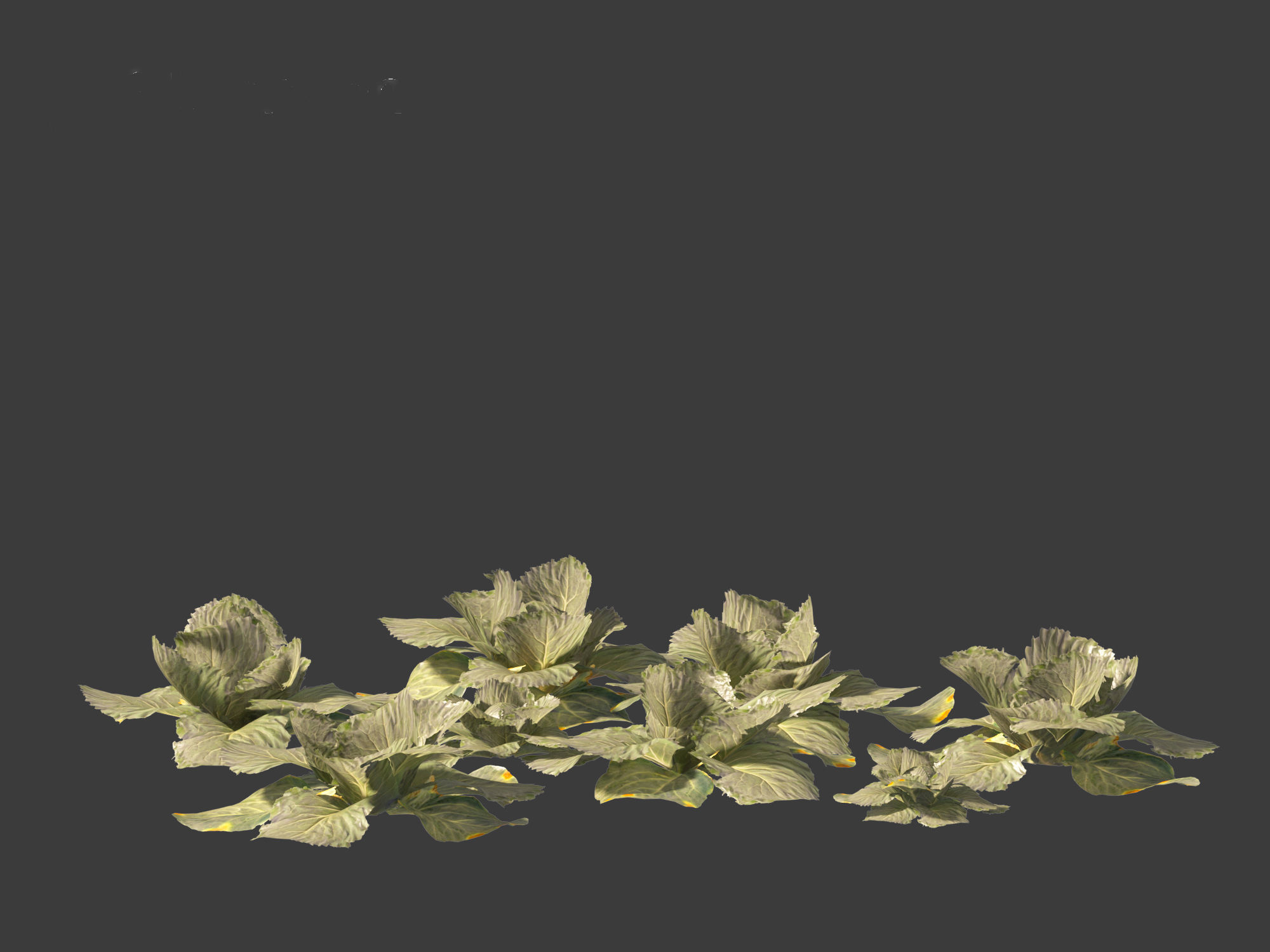 Brassica oleracea - Cabbage 3D model_11
