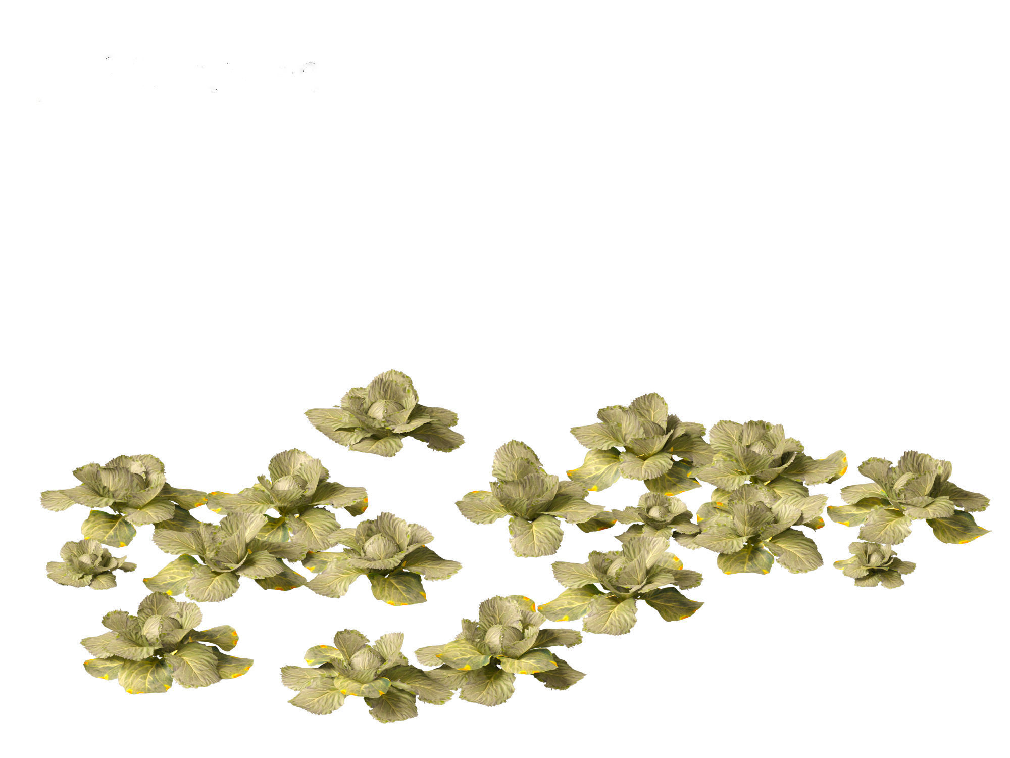 Brassica oleracea - Cabbage 3D model_13