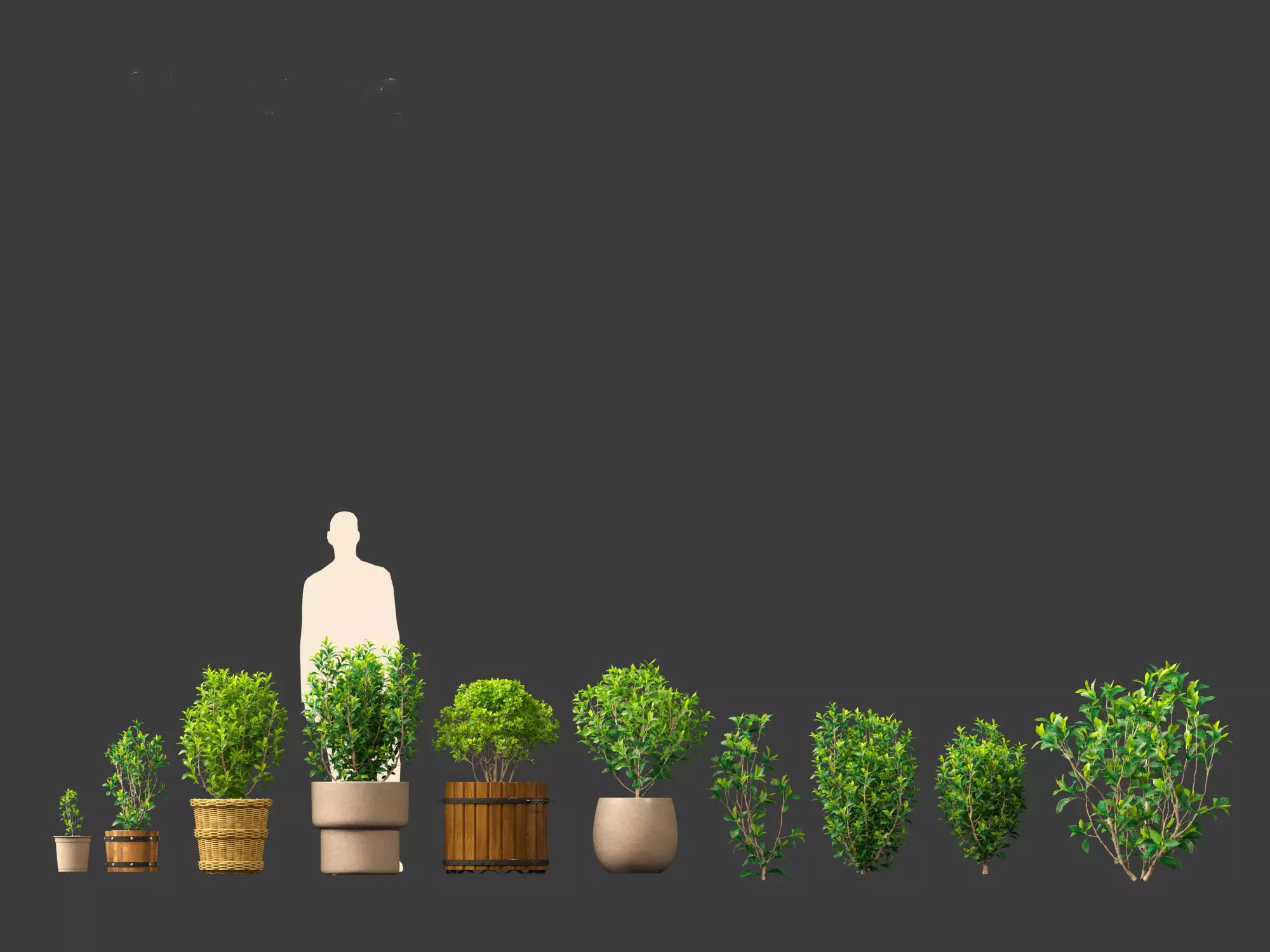 Camellia sinensis - Green tea 01 3D model_0