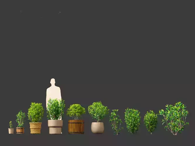 Camellia sinensis - Green tea 01