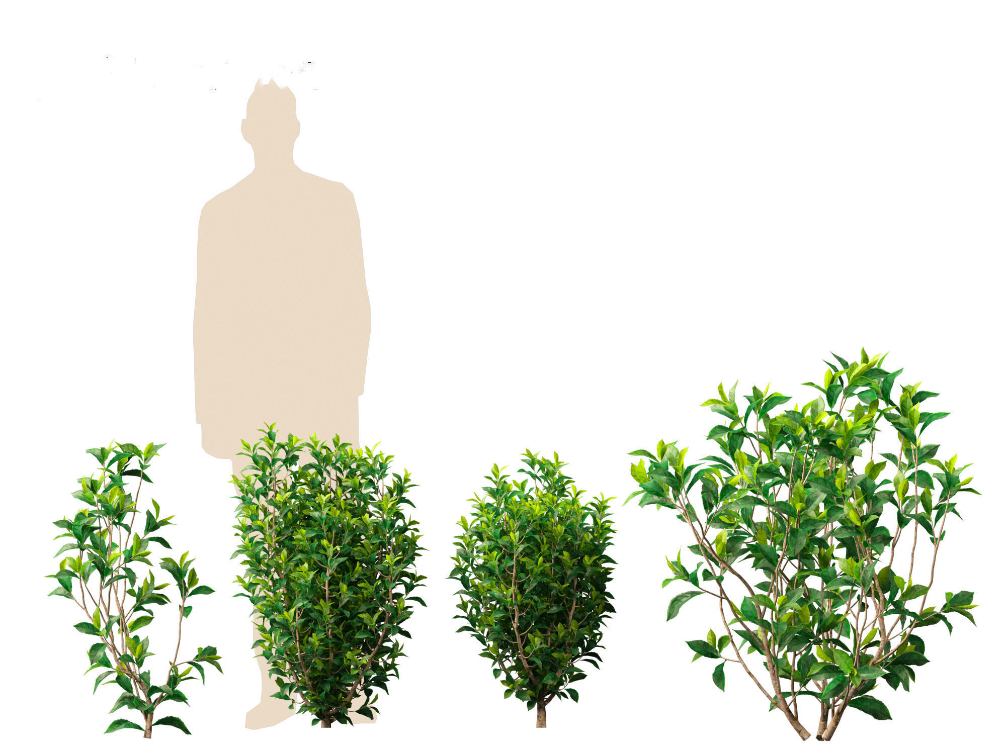 Camellia sinensis - Green tea 01 3D model_5