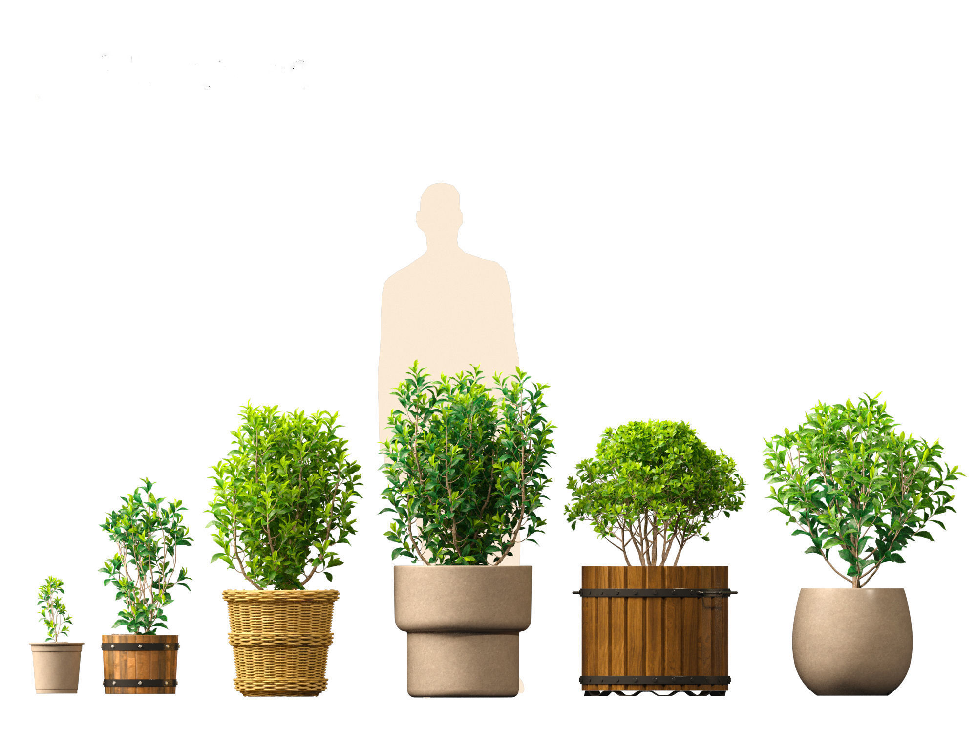 Camellia sinensis - Green tea 01 3D model_2