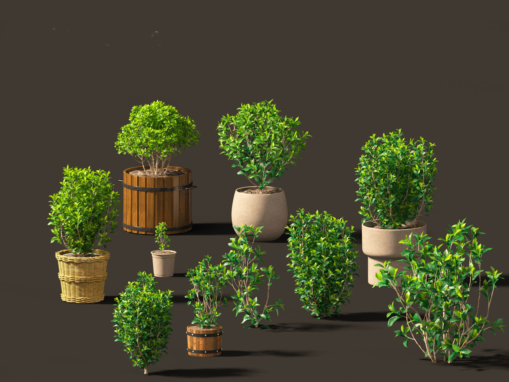 Camellia sinensis - Green tea 01 3D model_6