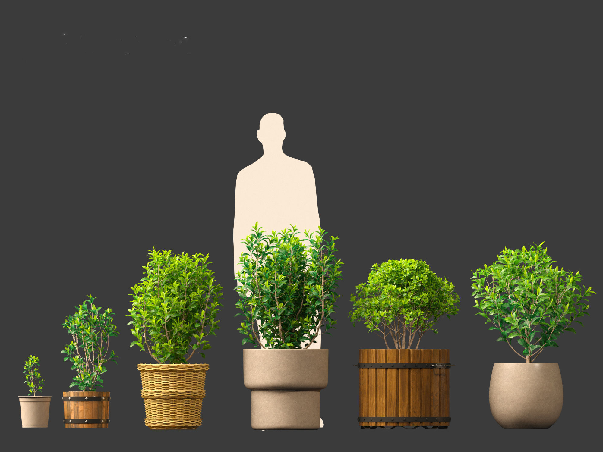 Camellia sinensis - Green tea 01 3D model_3