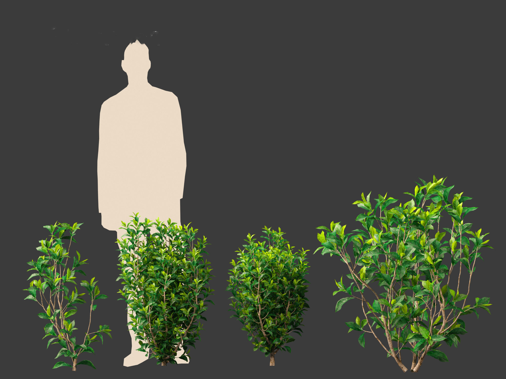 Camellia sinensis - Green tea 01 3D model_4