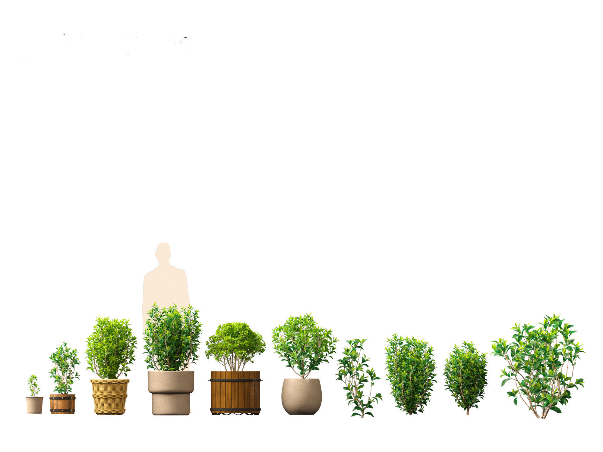 Camellia sinensis - Green tea 01 3D model_1