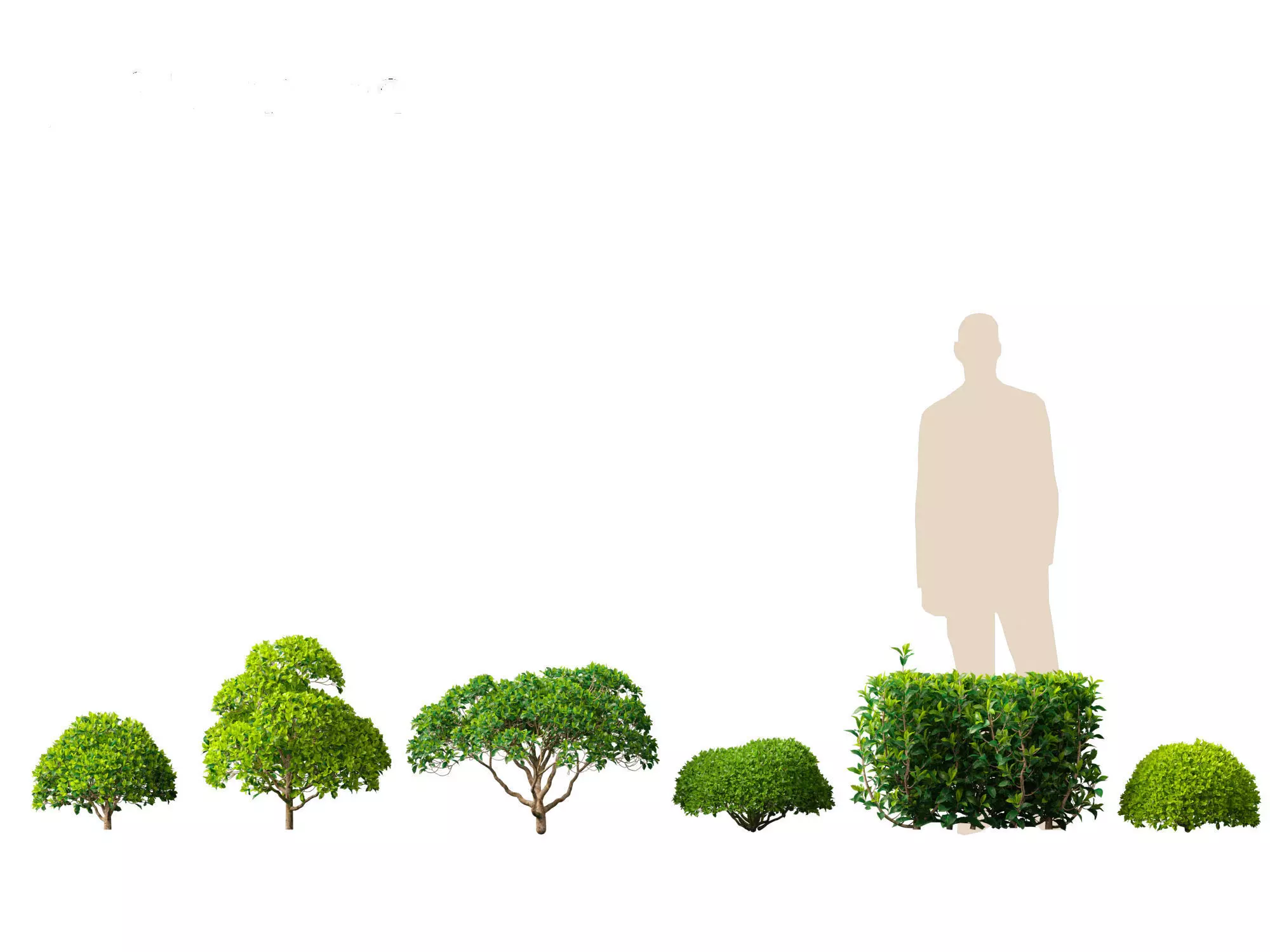 Camellia sinensis - Green tea 02 3D model