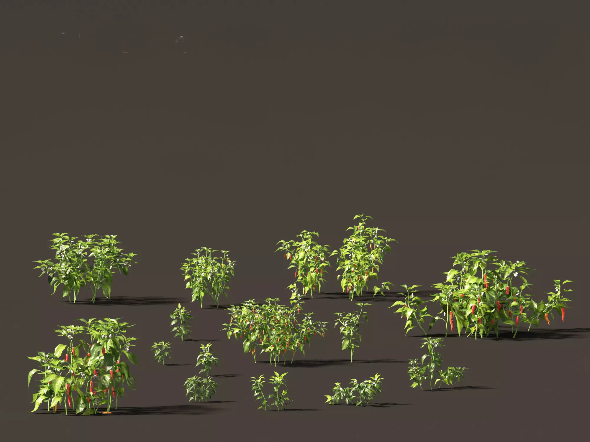 Capsicum annuum - Bell pepper 3D model