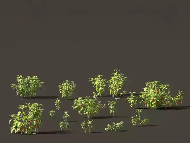 Capsicum annuum - Bell pepper