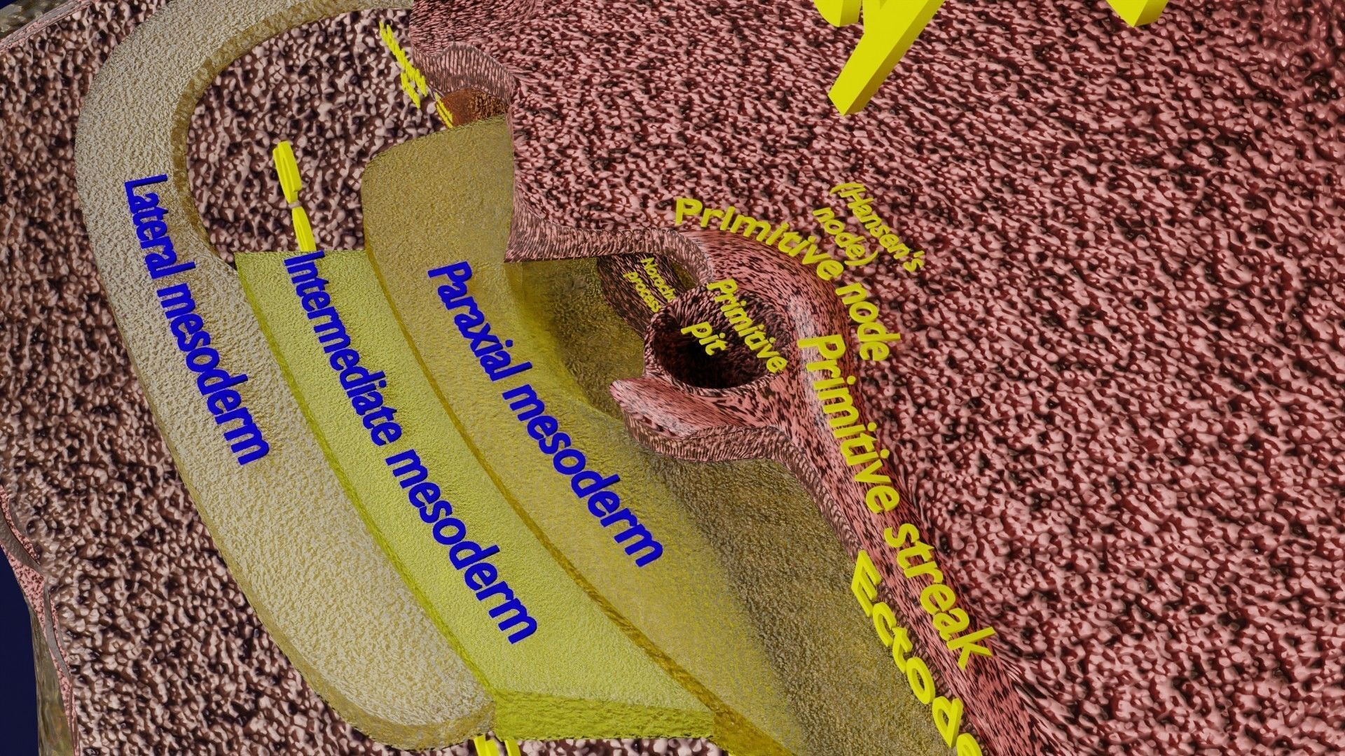 Human embryo 15-28 days 3-4 weeks gastrulation 3D model_23