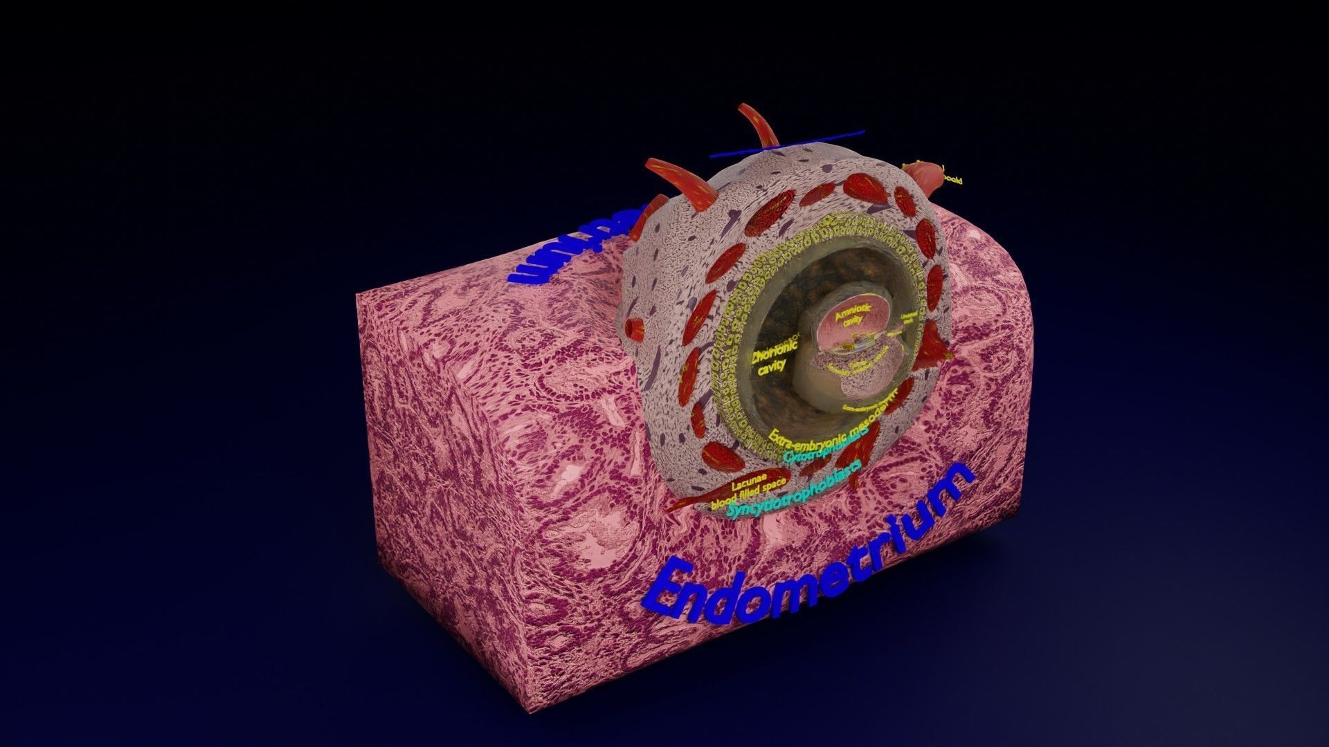 Human embryo 15-28 days 3-4 weeks gastrulation 3D model_148