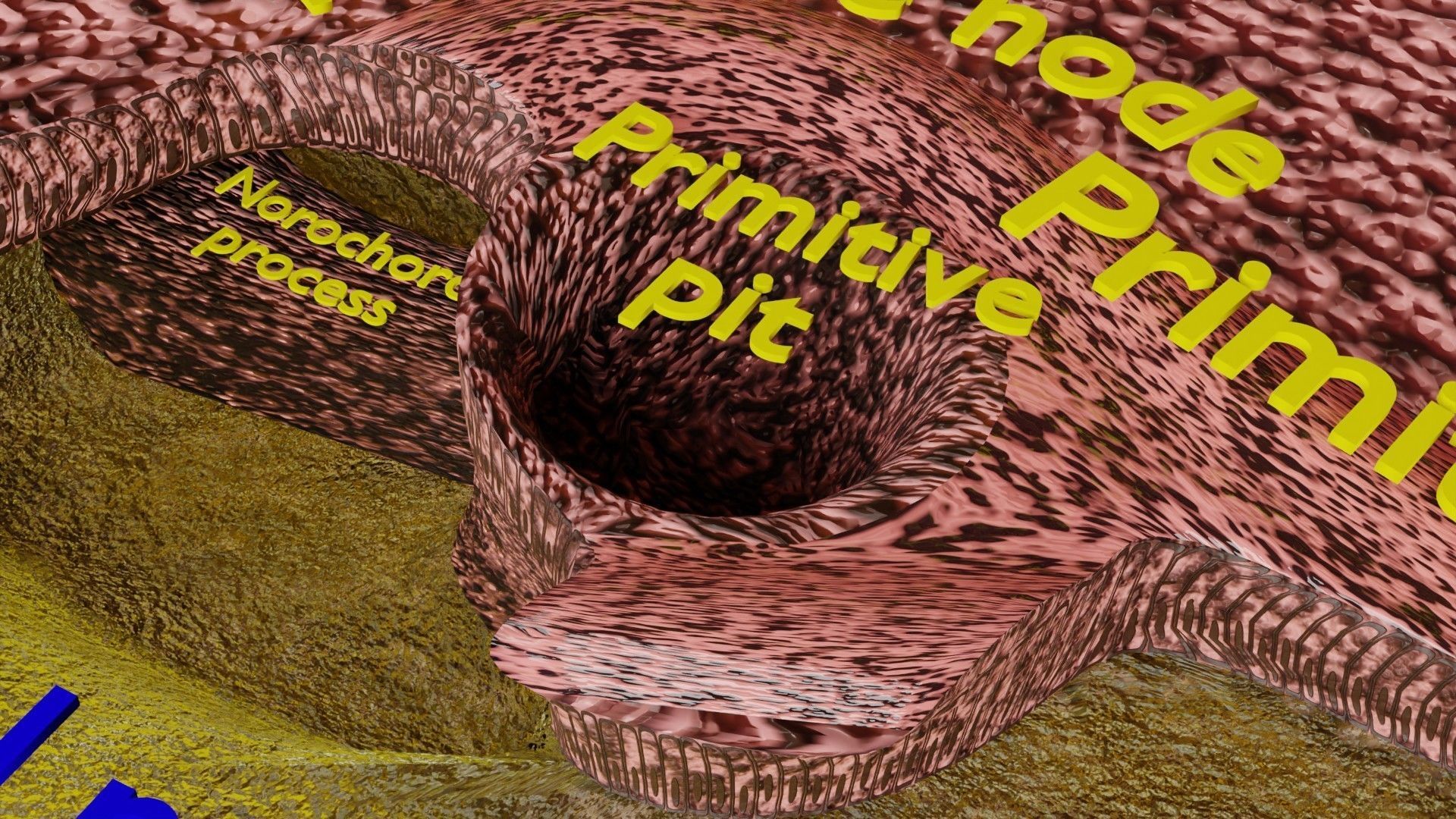 Human embryo 15-28 days 3-4 weeks gastrulation 3D model_45