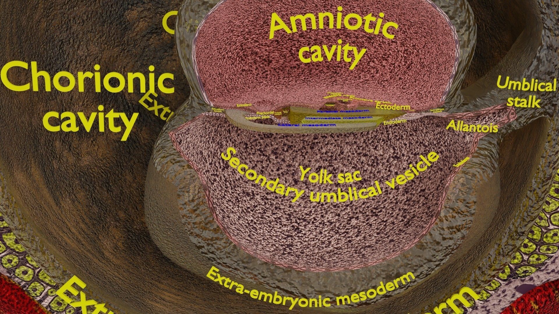 Human embryo 15-28 days 3-4 weeks gastrulation 3D model_17