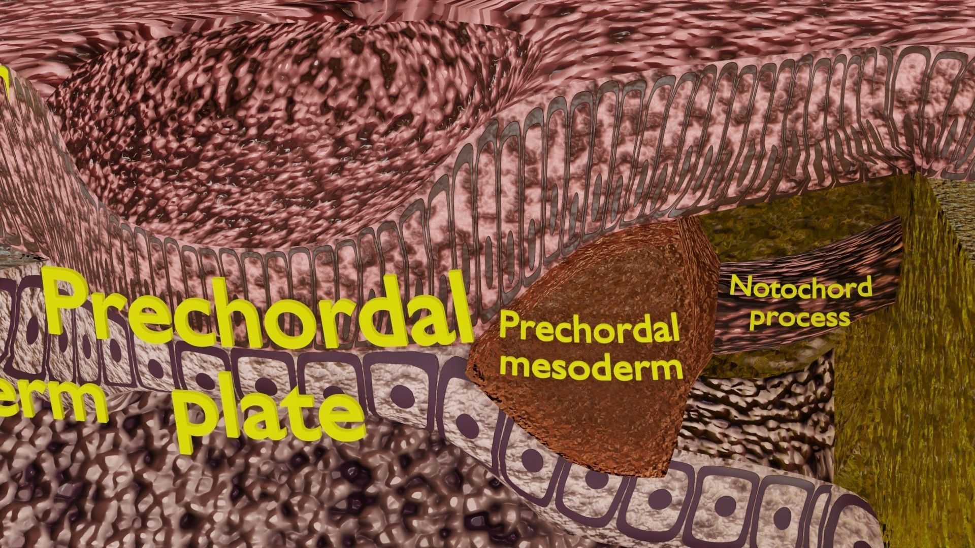 Human embryo 15-28 days 3-4 weeks gastrulation 3D model_36