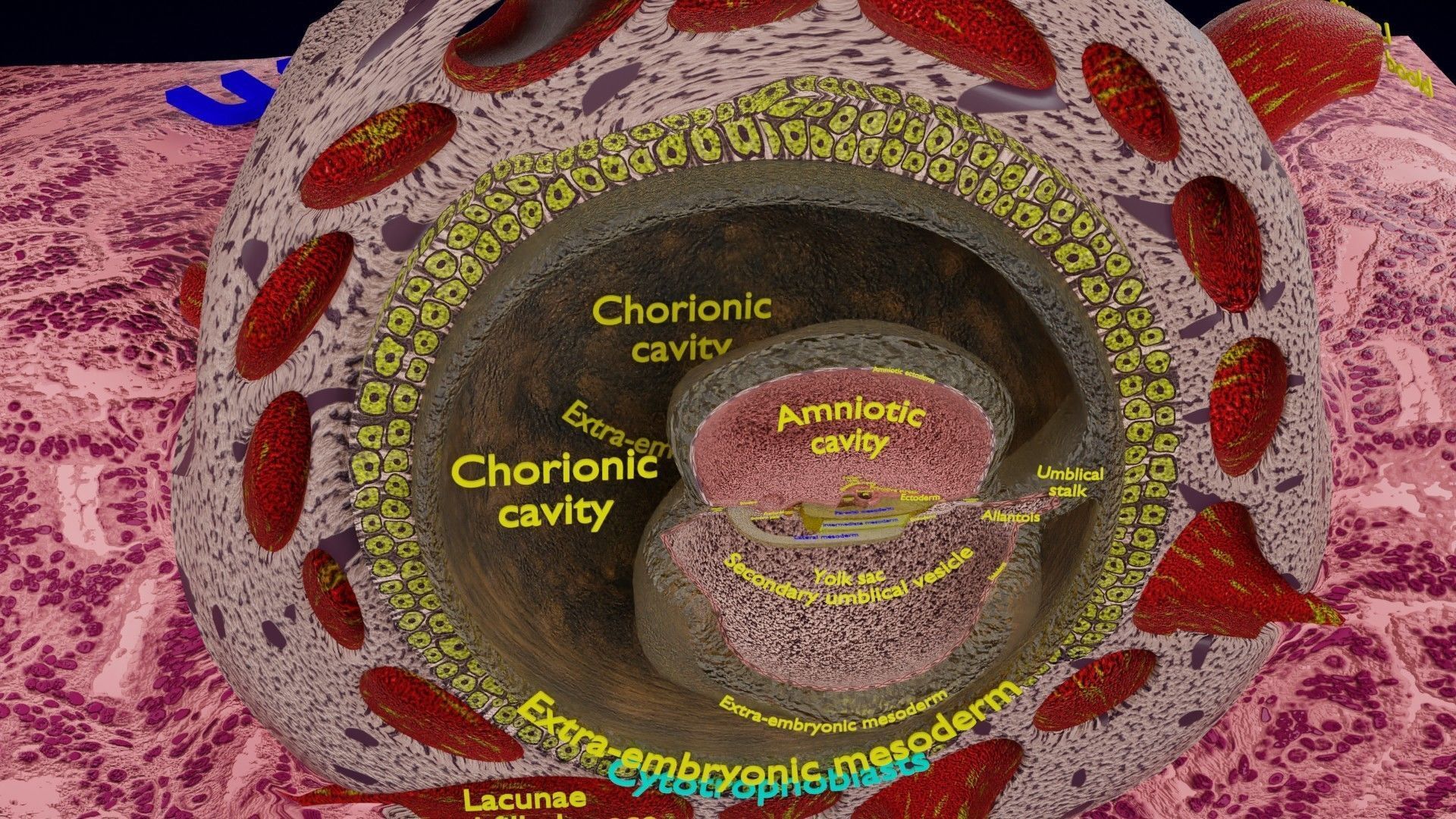 Human embryo 15-28 days 3-4 weeks gastrulation 3D model_12