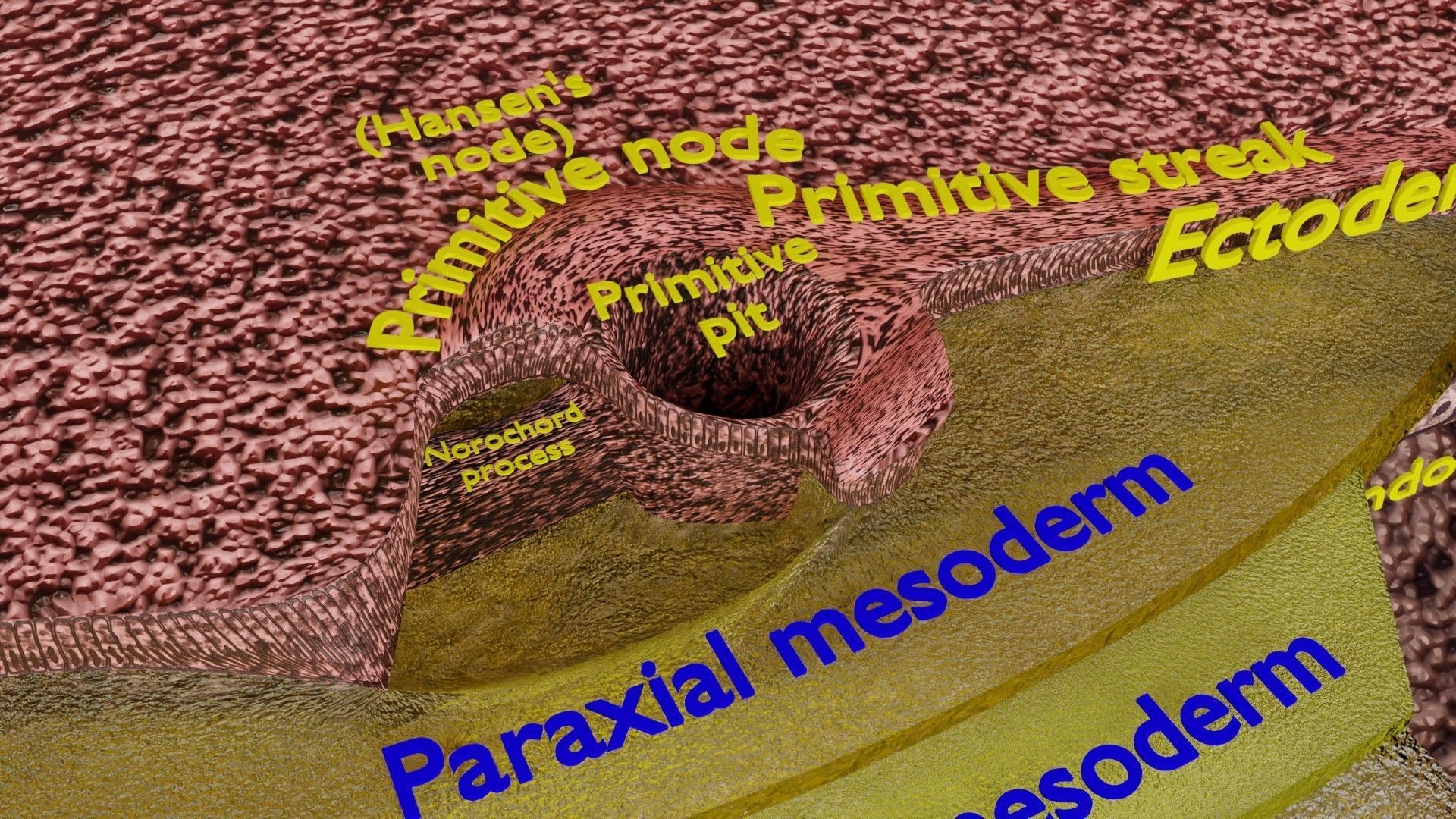 Human embryo 15-28 days 3-4 weeks gastrulation 3D model_42