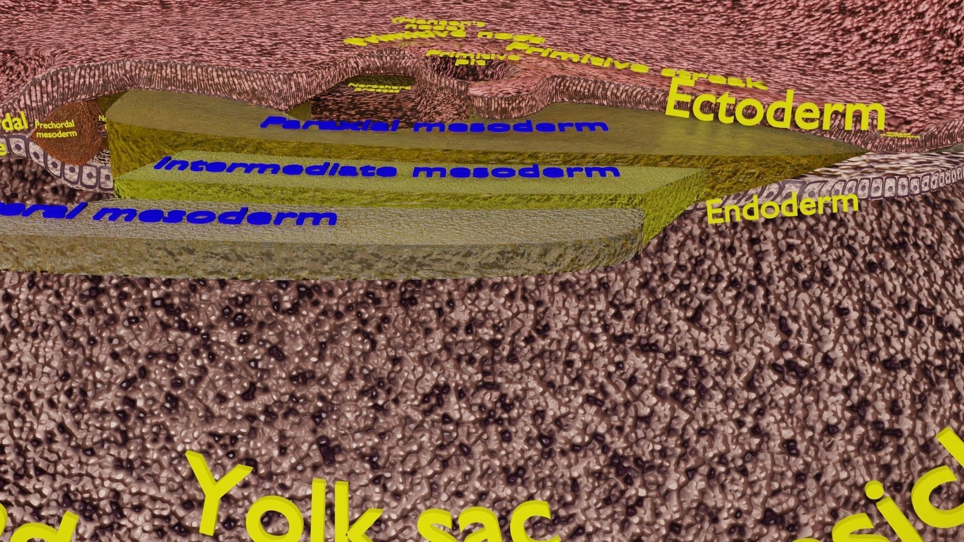 Human embryo 15-28 days 3-4 weeks gastrulation 3D model_20