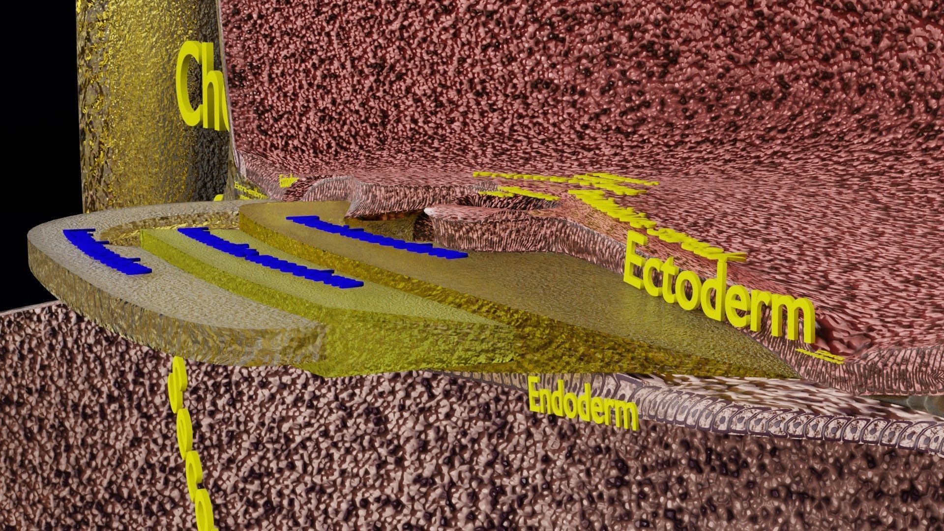 Human embryo 15-28 days 3-4 weeks gastrulation 3D model_28