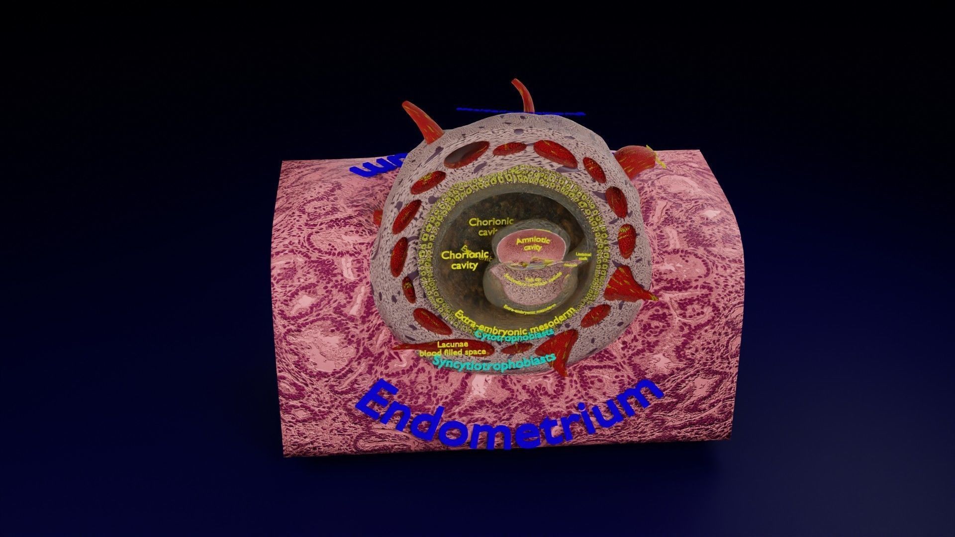 Human embryo 15-28 days 3-4 weeks gastrulation 3D model_144