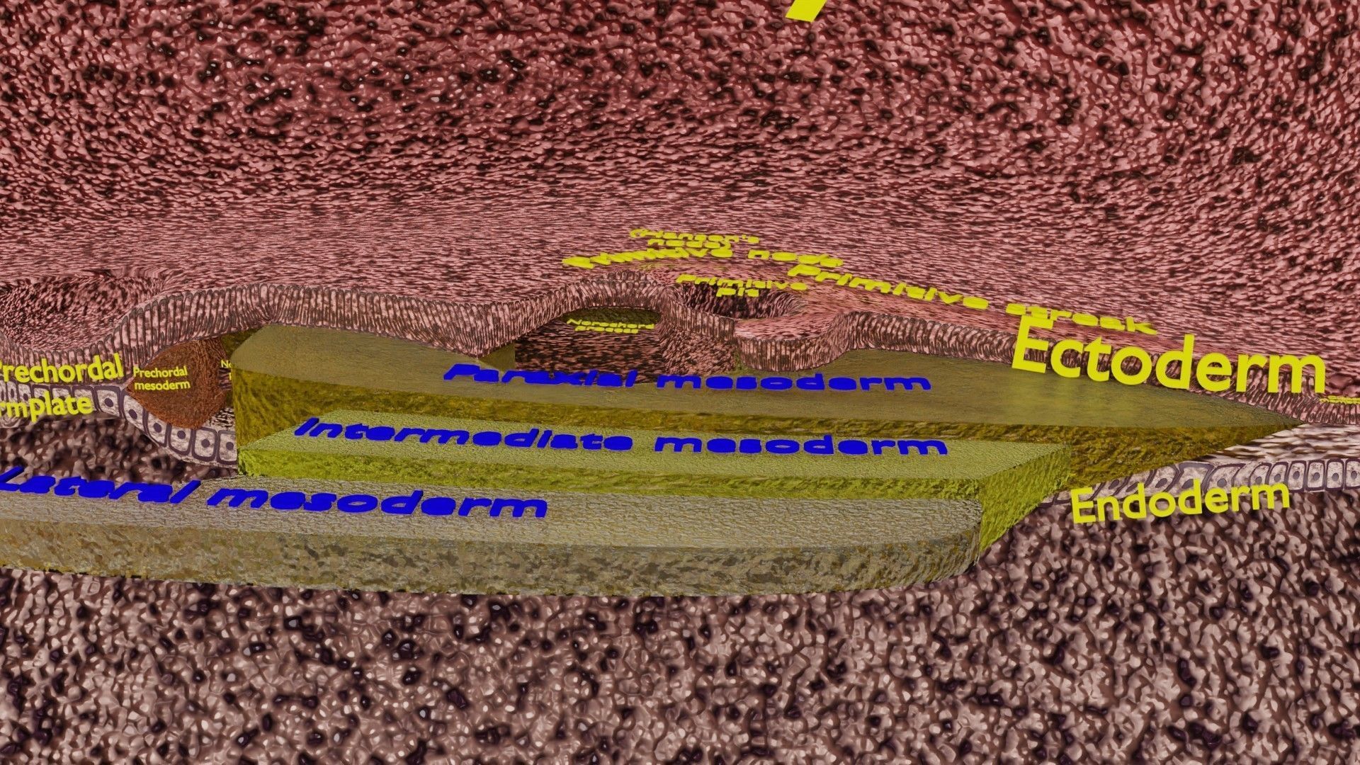 Human embryo 15-28 days 3-4 weeks gastrulation 3D model_21