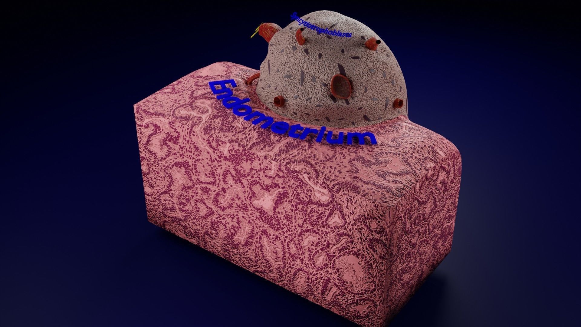 Human embryo 15-28 days 3-4 weeks gastrulation 3D model_7