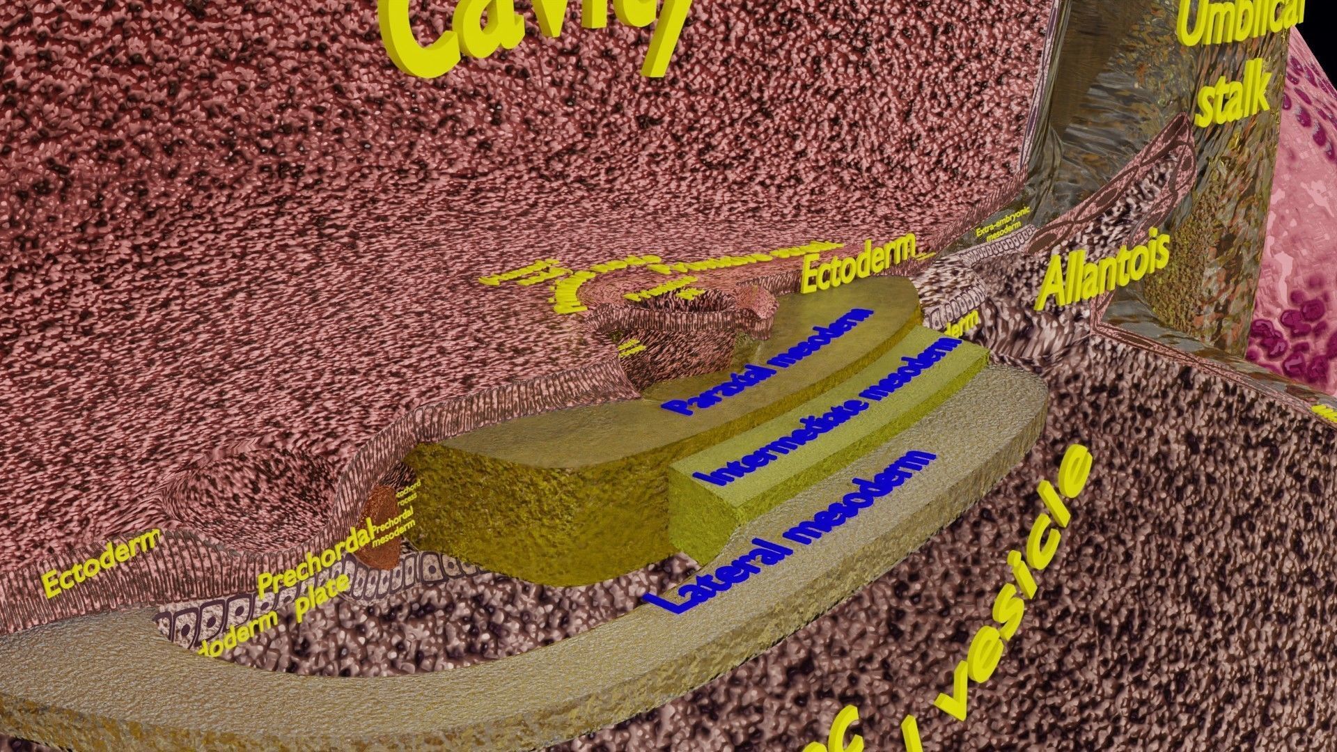 Human embryo 15-28 days 3-4 weeks gastrulation 3D model_33