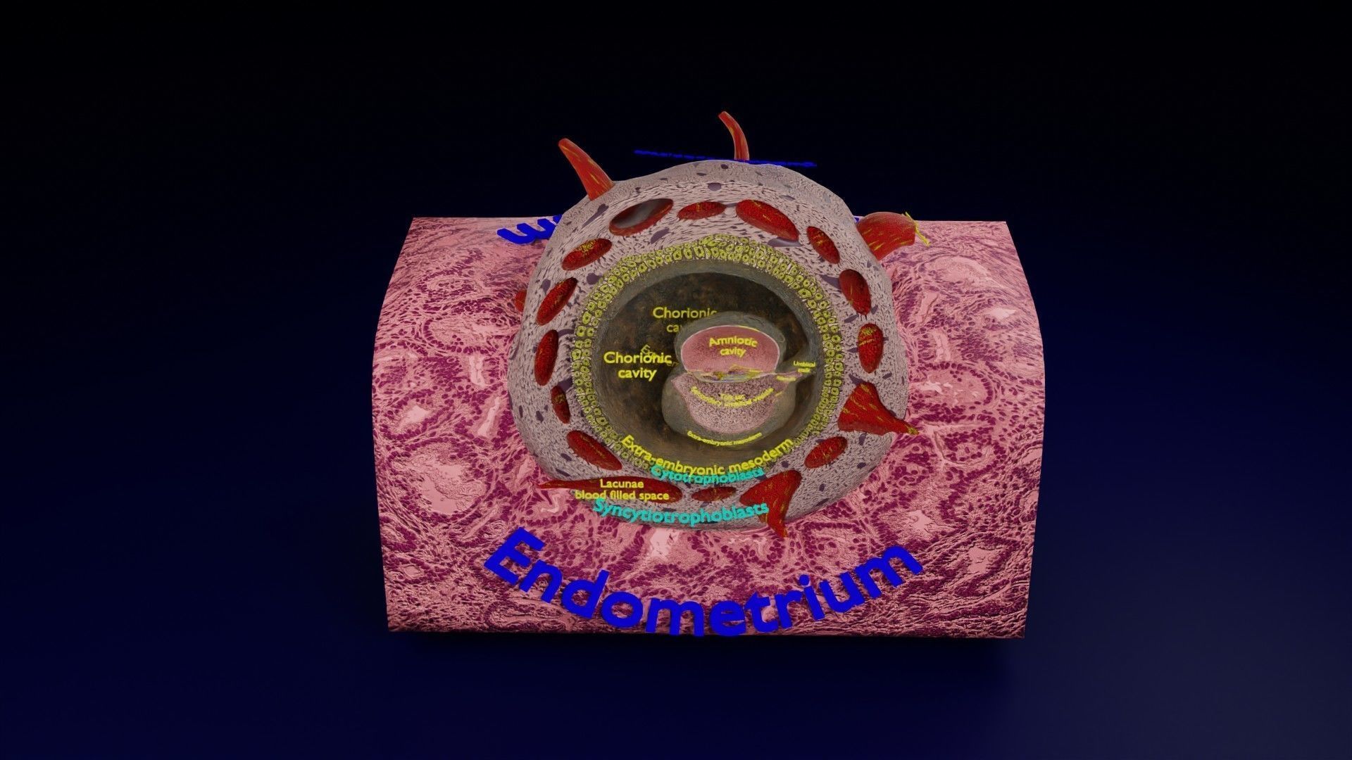 Human embryo 15-28 days 3-4 weeks gastrulation 3D model_145