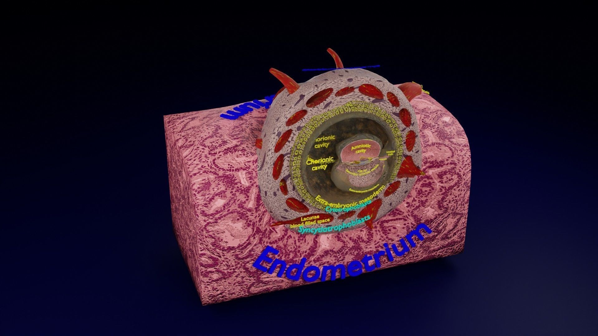Human embryo 15-28 days 3-4 weeks gastrulation 3D model_147