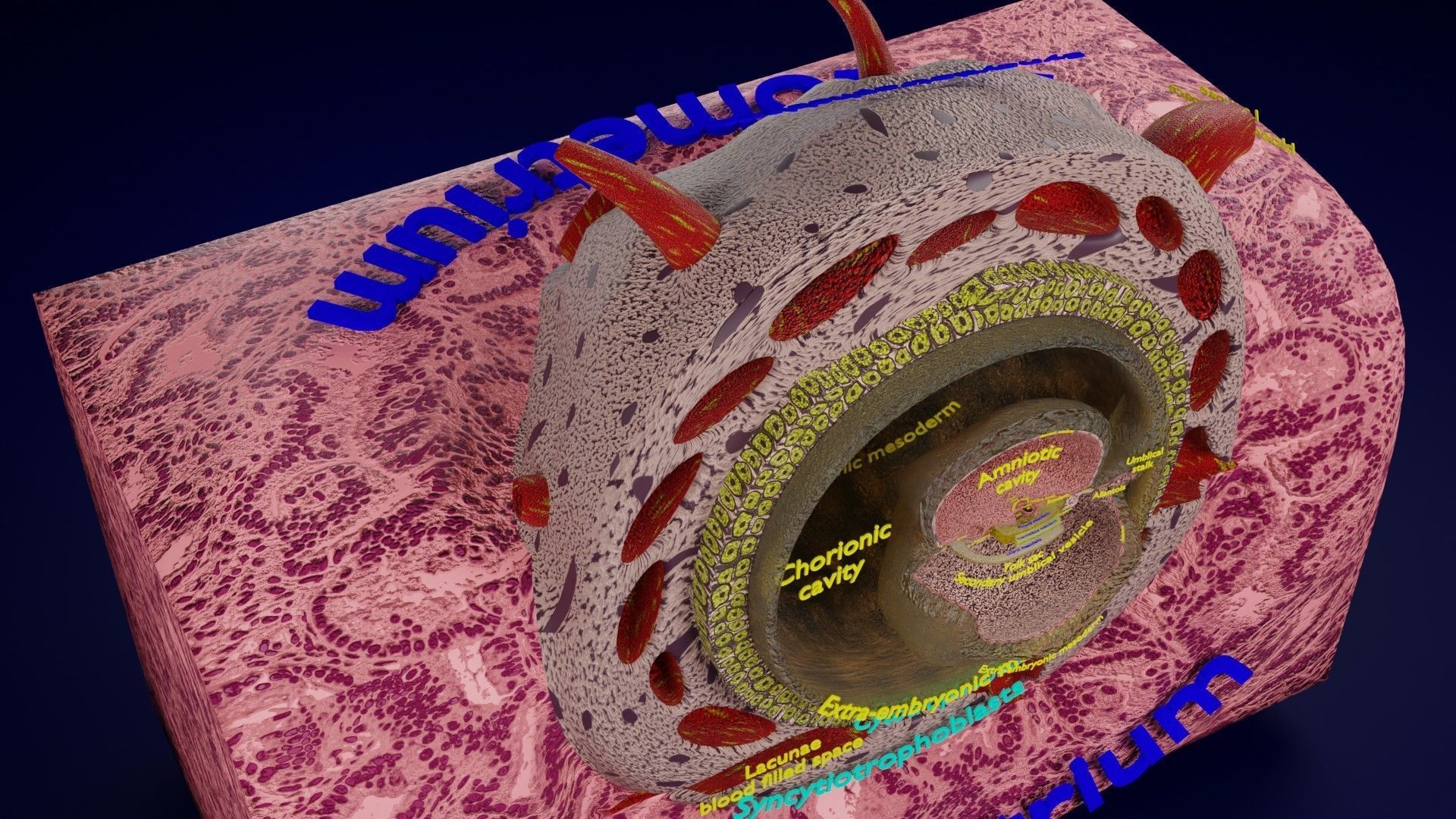 Human embryo 15-28 days 3-4 weeks gastrulation 3D model_10