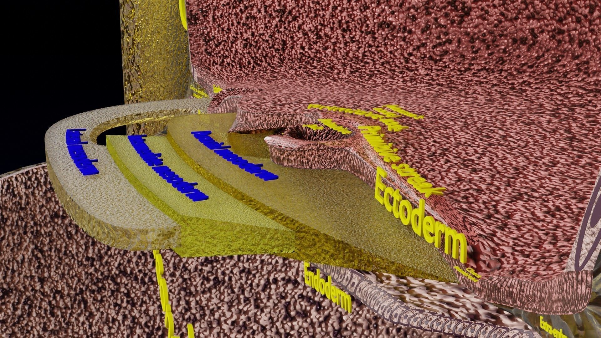Human embryo 15-28 days 3-4 weeks gastrulation 3D model_27